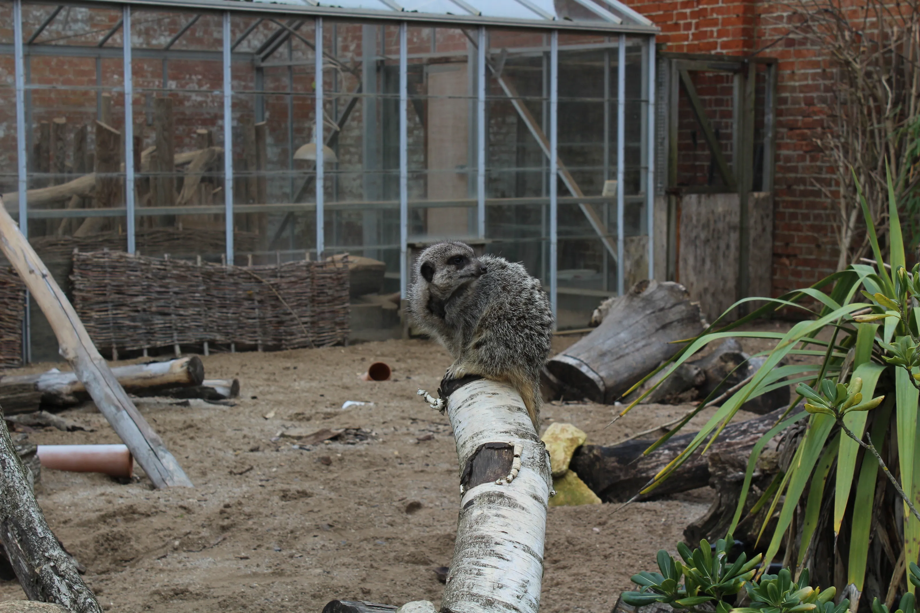 MeerKat