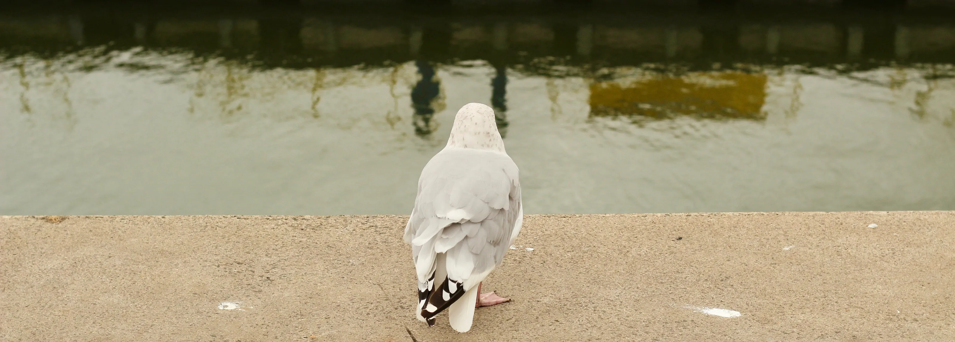 Introspection