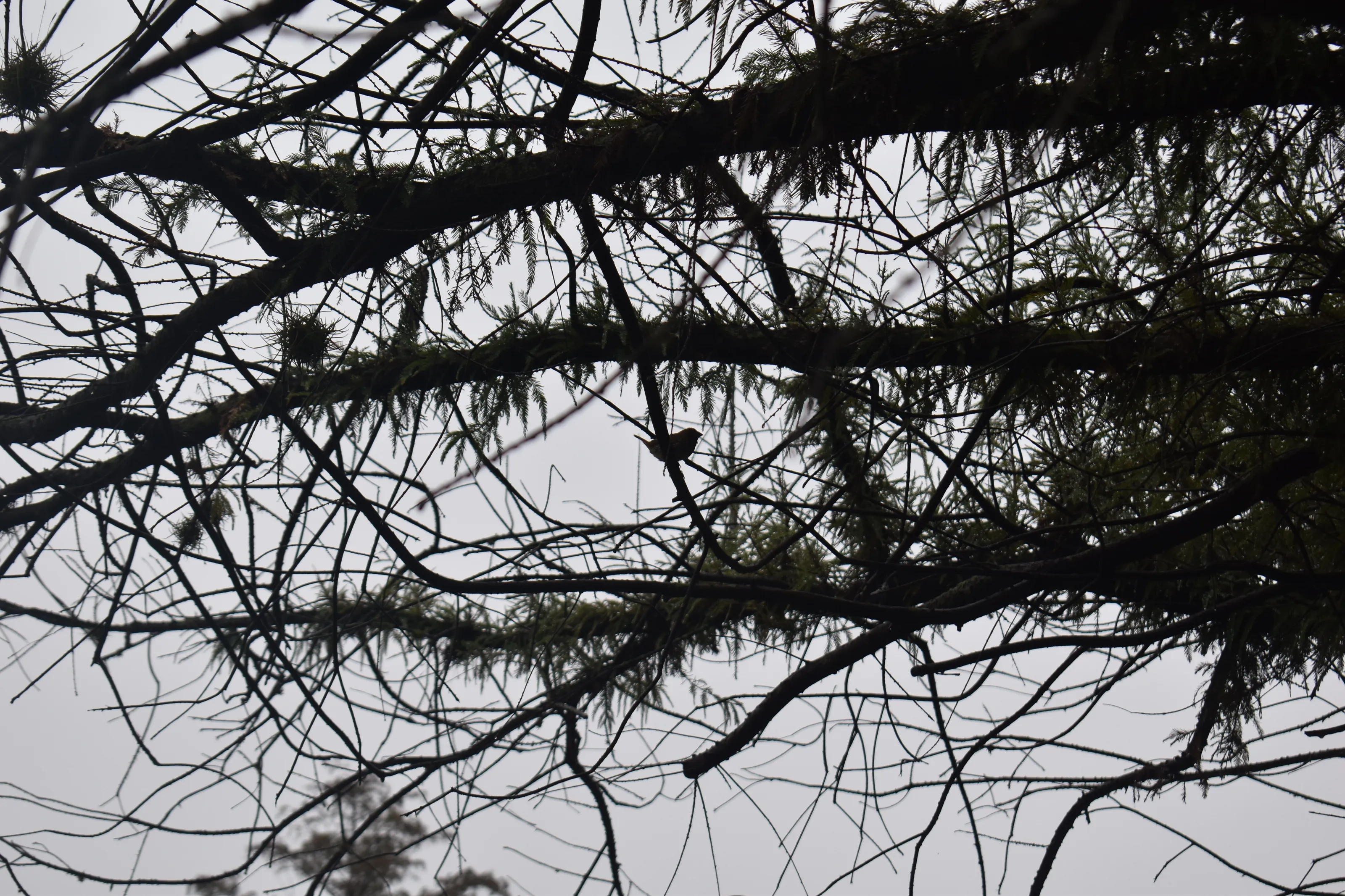 Nest