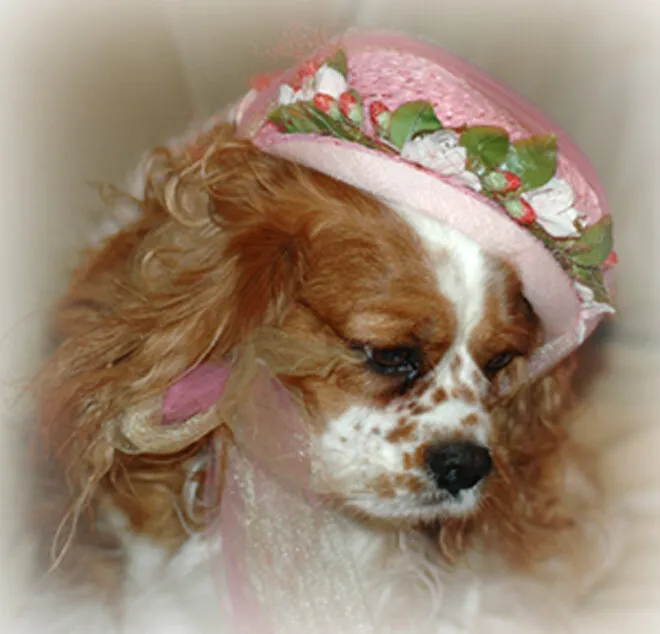 I'm too Sexy for my Hat