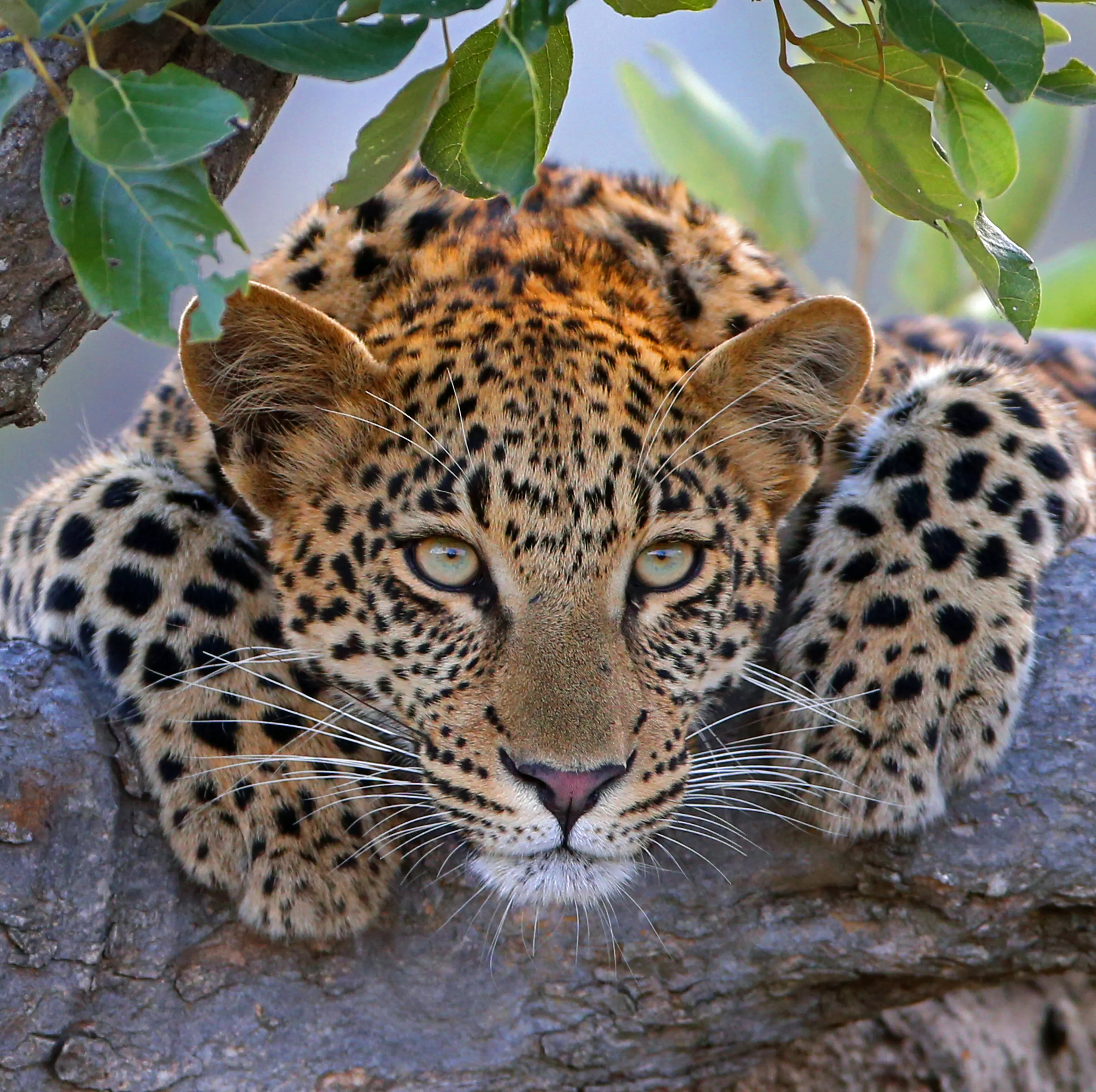 A Beautiful Leopard Cub