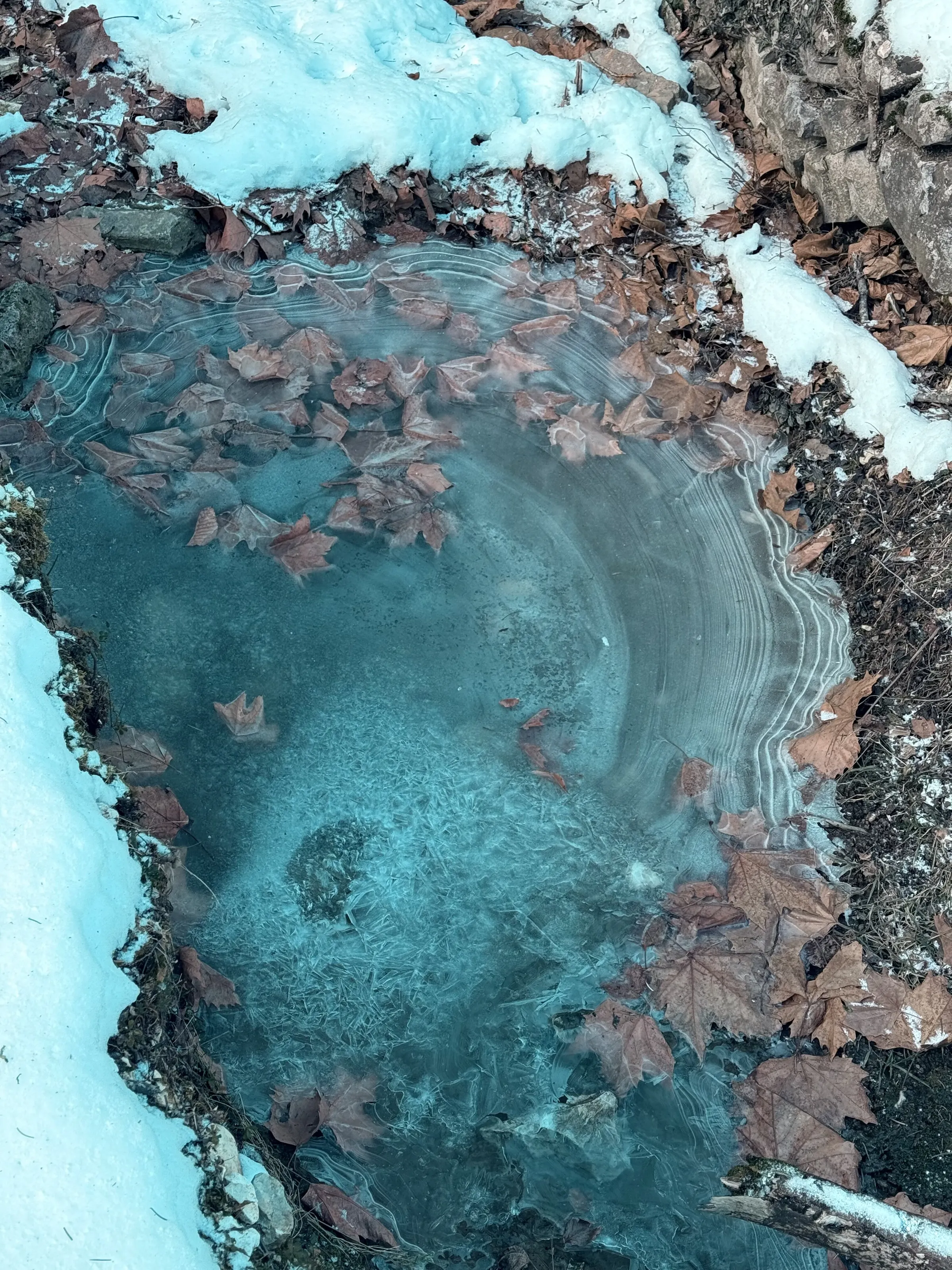 Autumn leaves buried in the winter frost