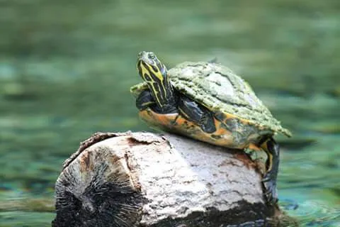 Turtle on a log