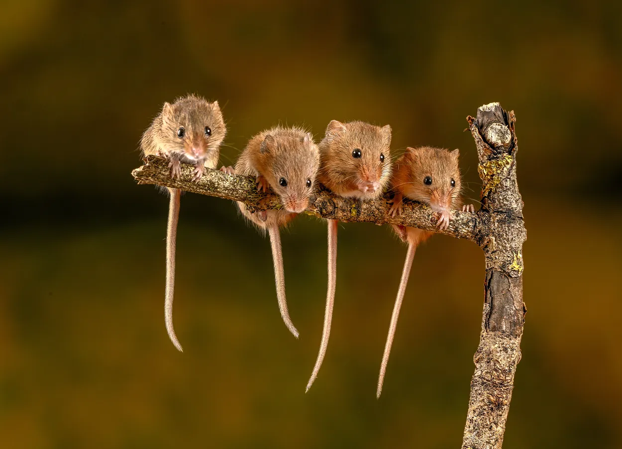 Entry 27965446