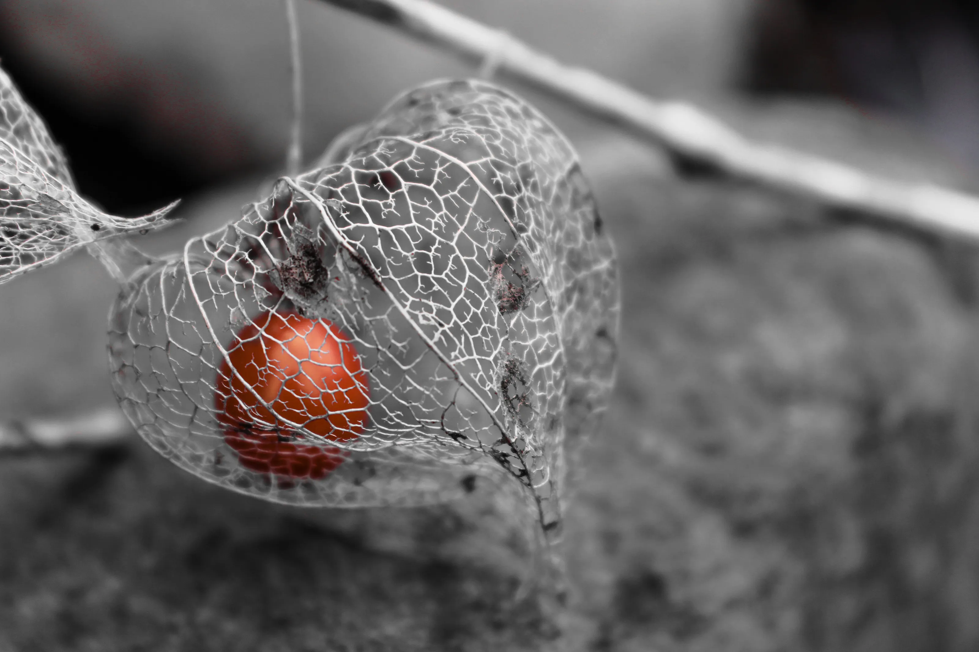 Chinese Lanterns