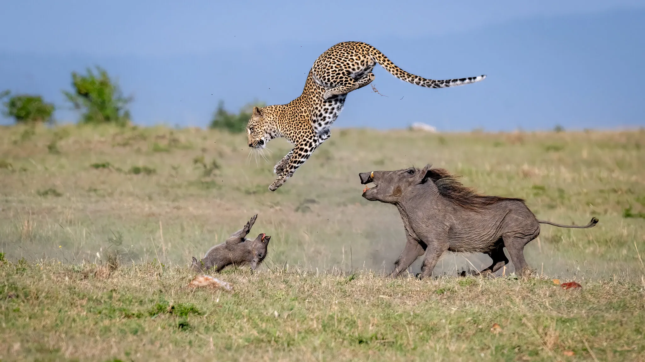 Warthog defending her piglet