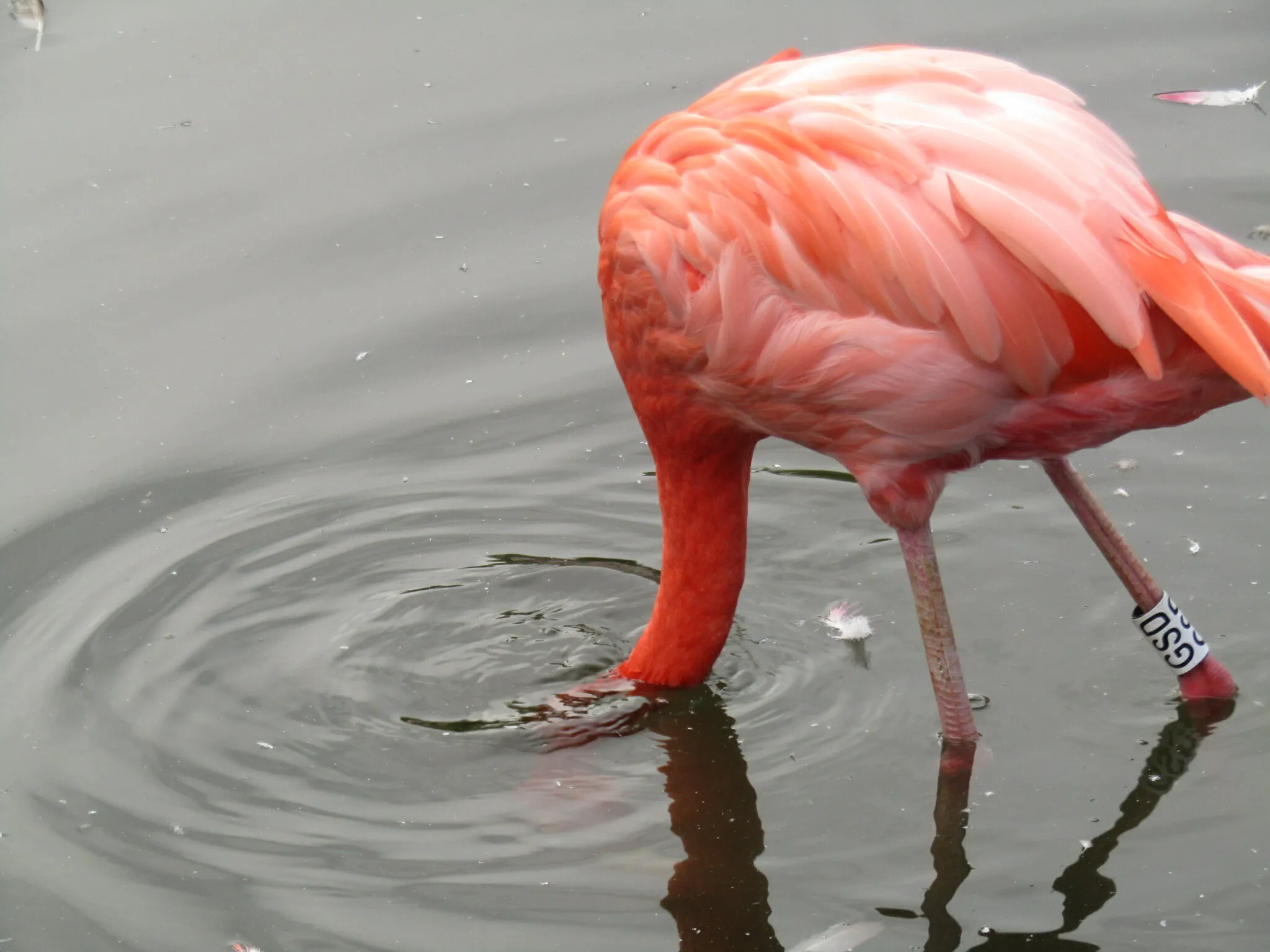 Flamingo
