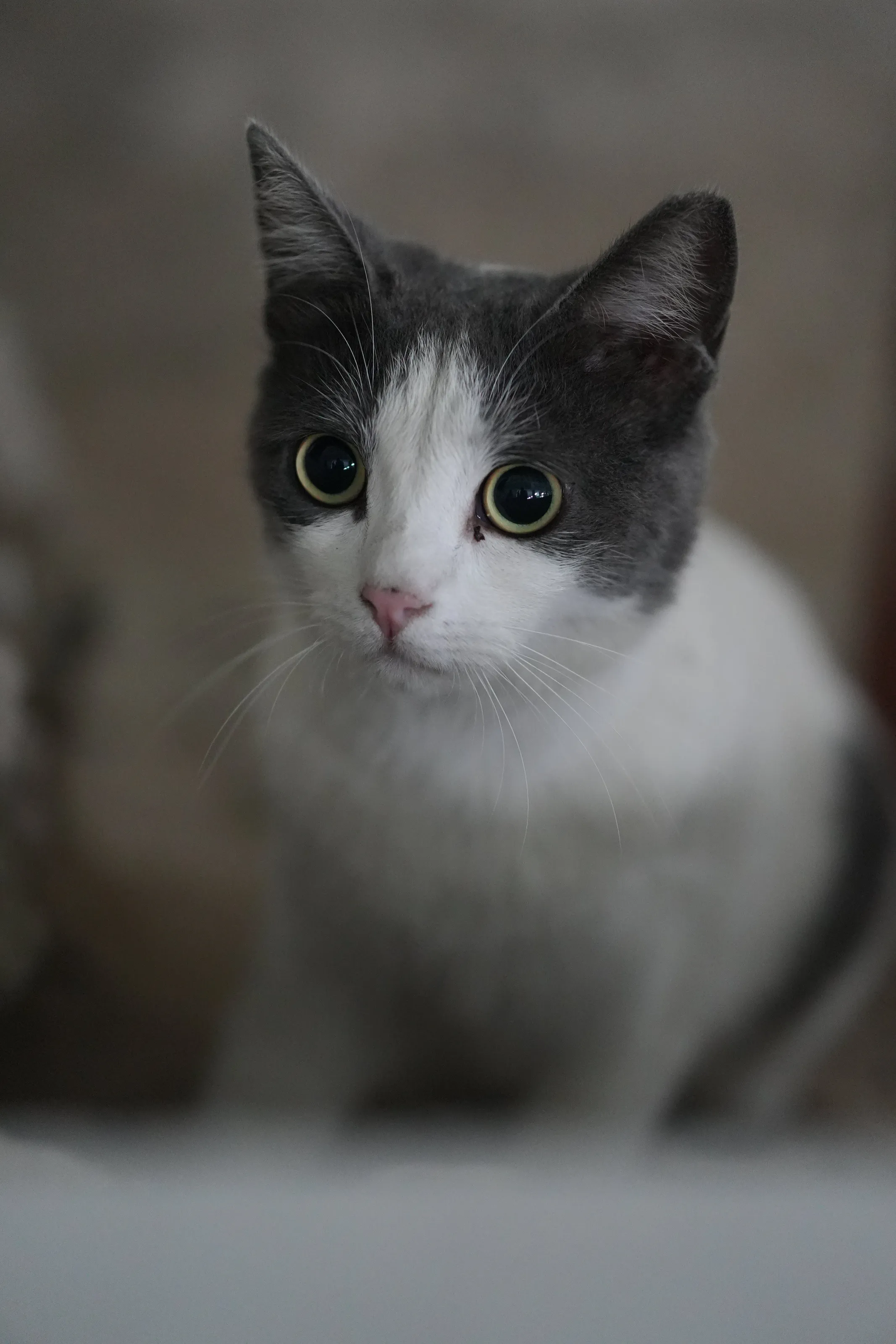 Stray cat