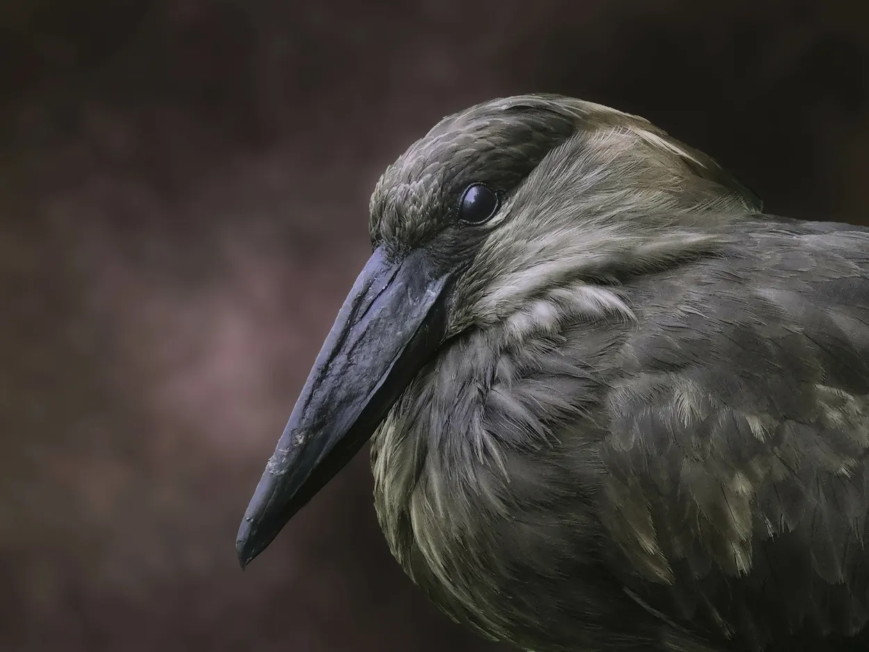 Portrait of an African hamerkop