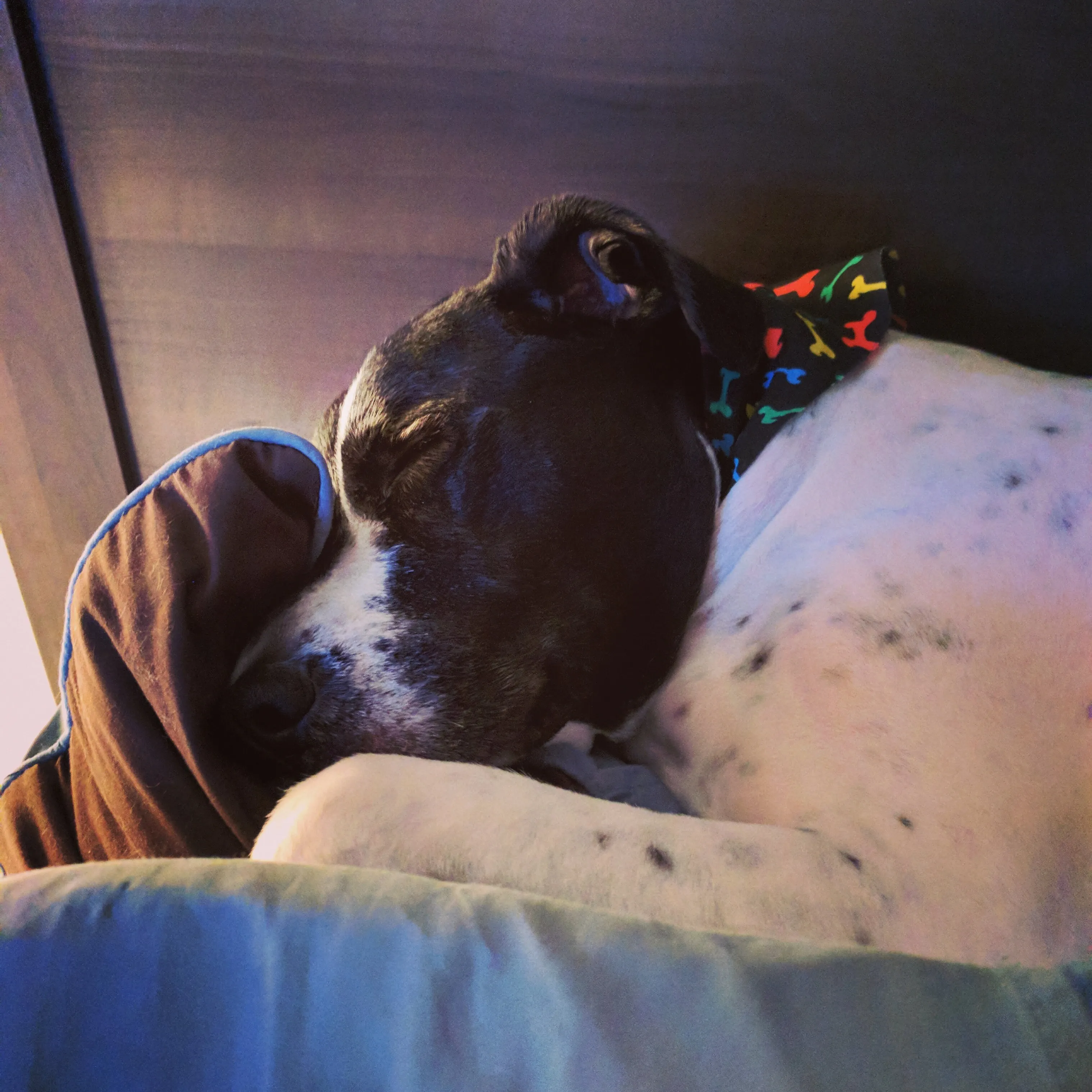 Tired dog