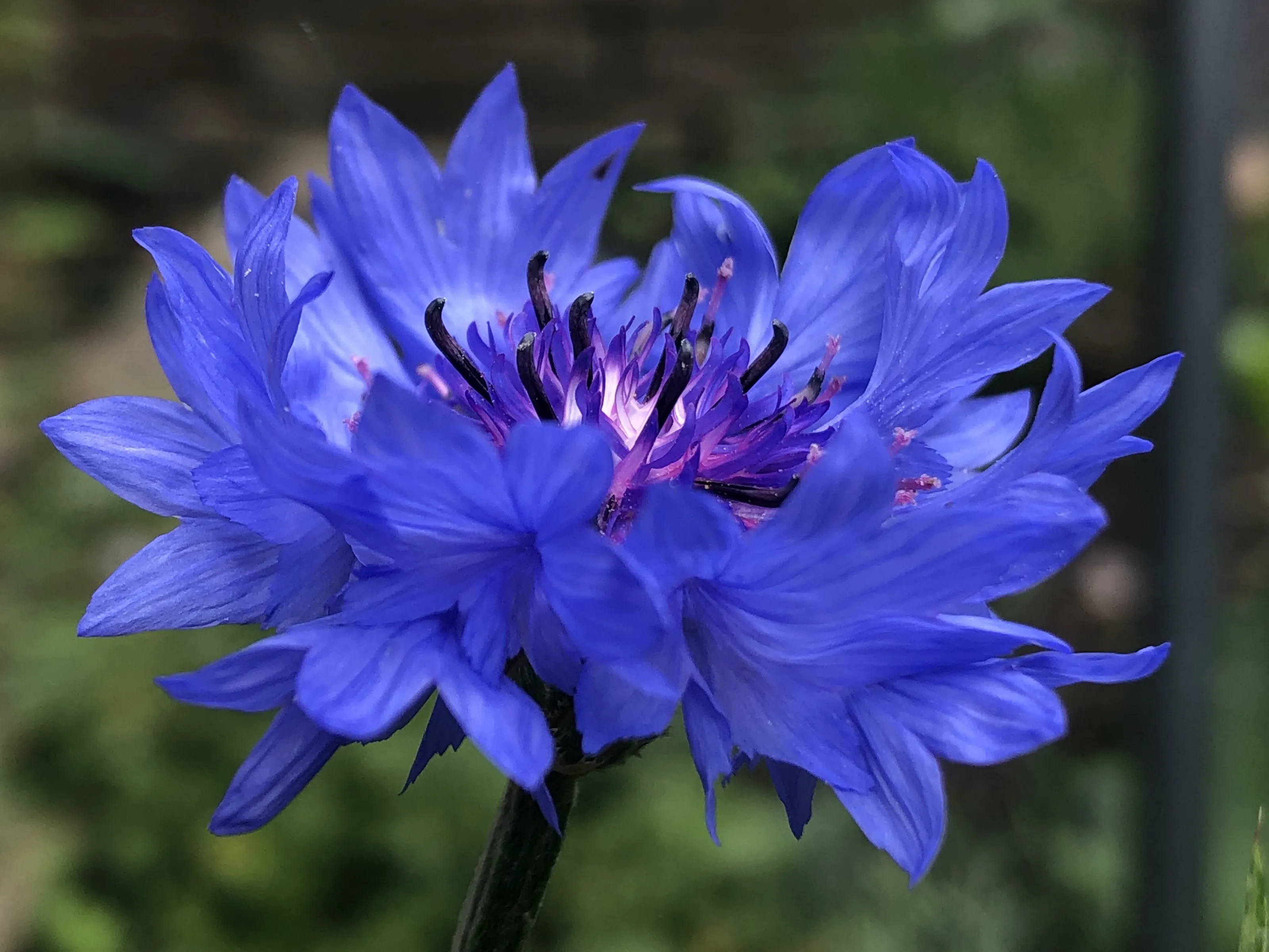 Cornflower