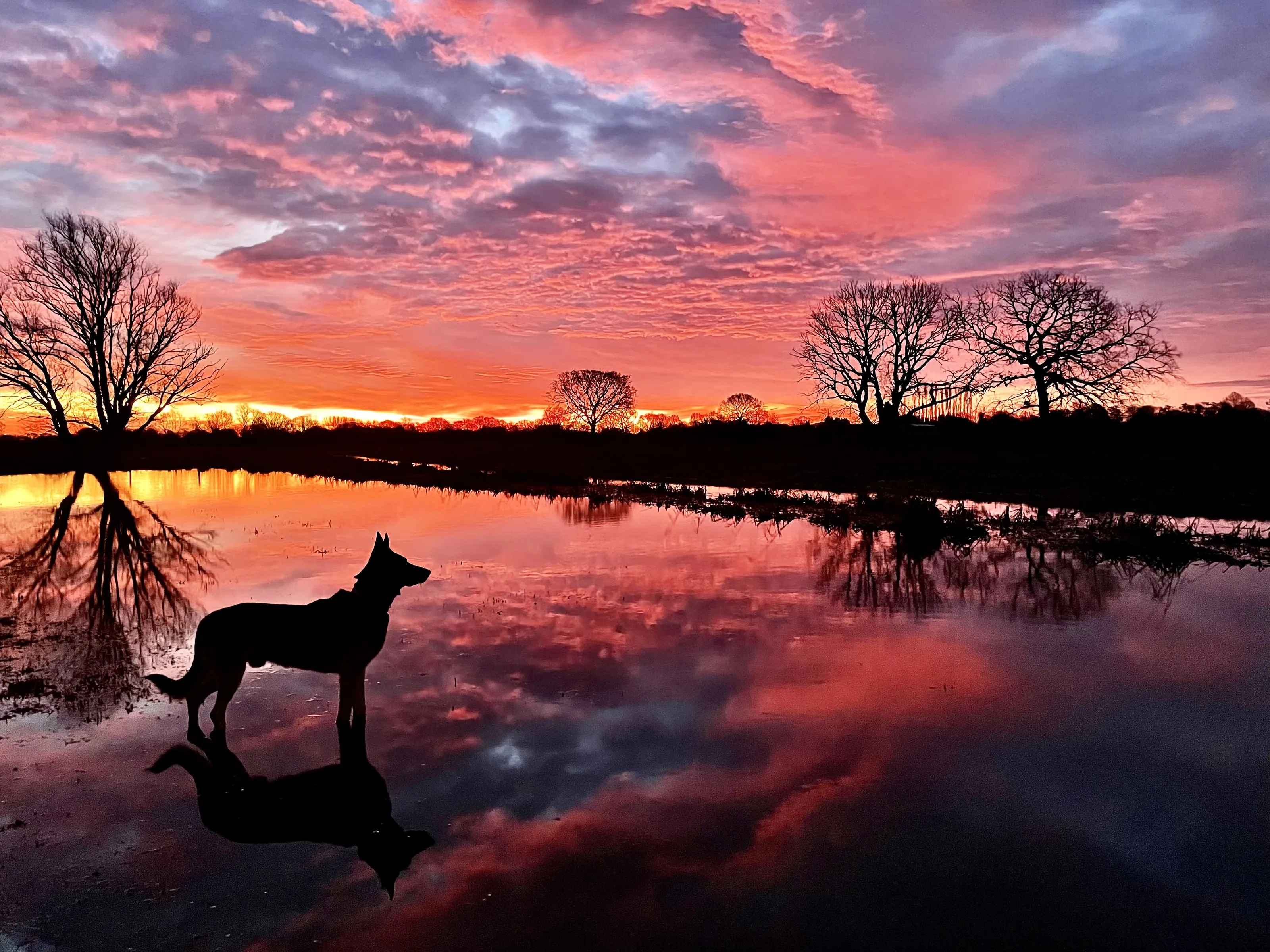 Shepherds Reflections