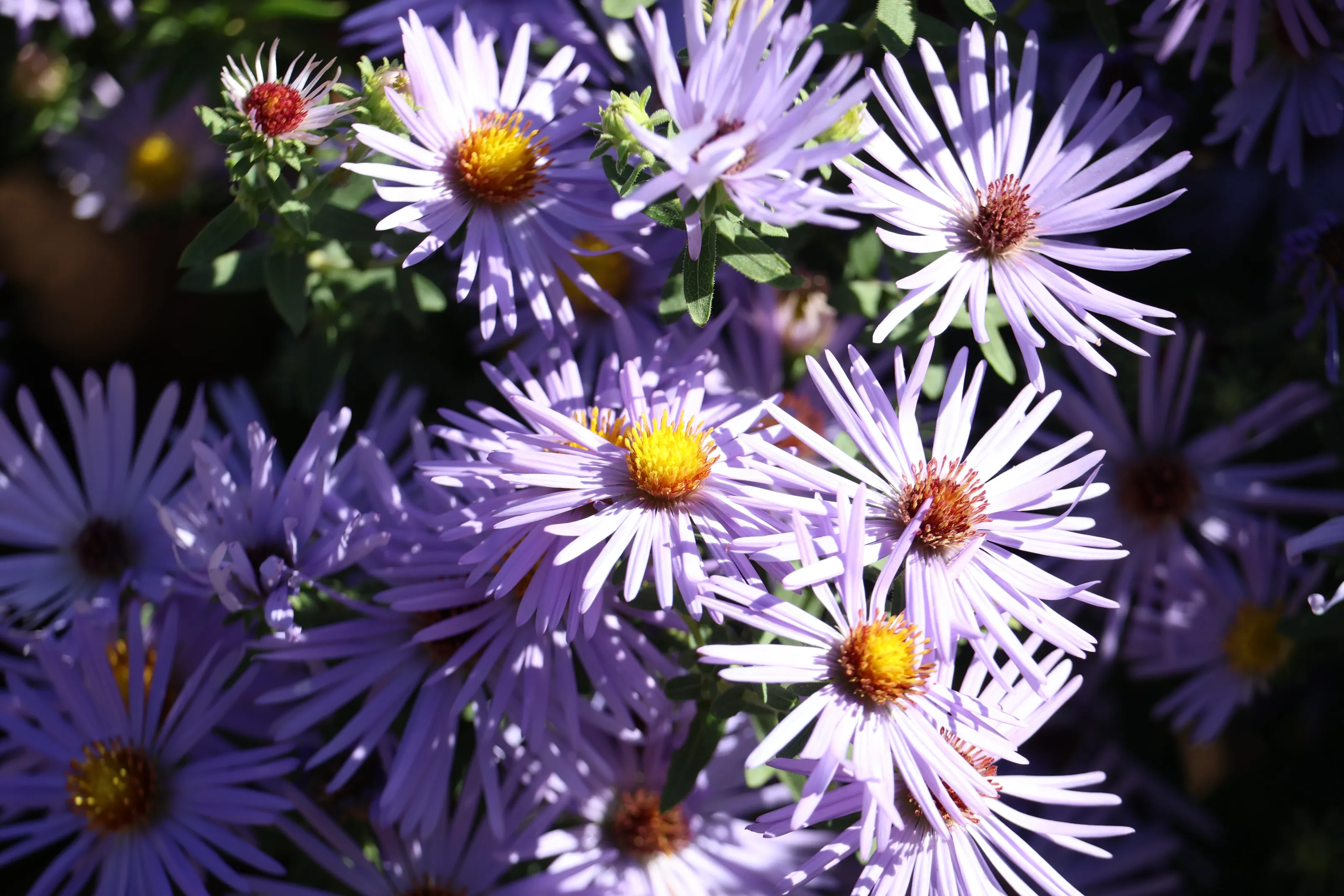 Purple Aster
