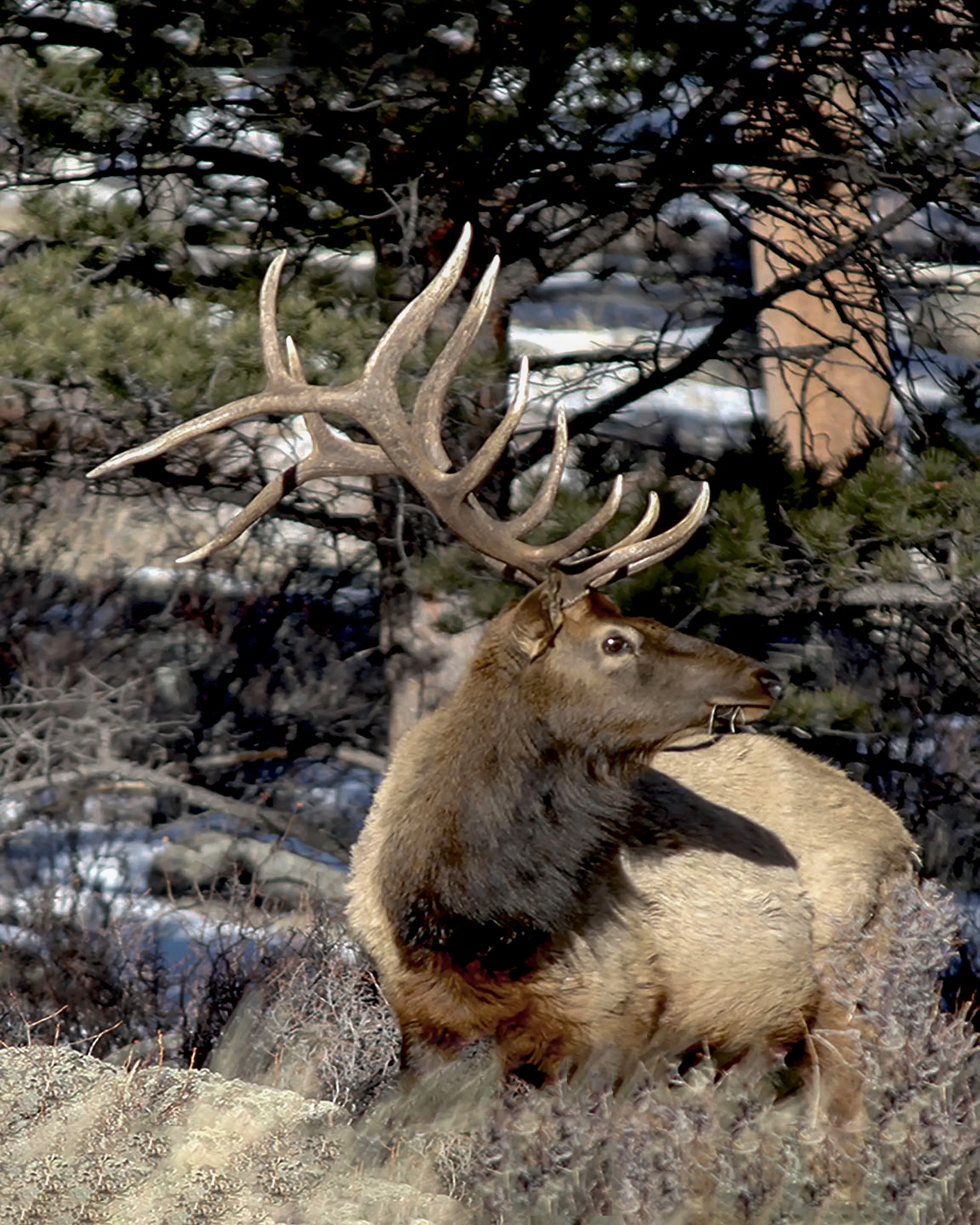 royal elk