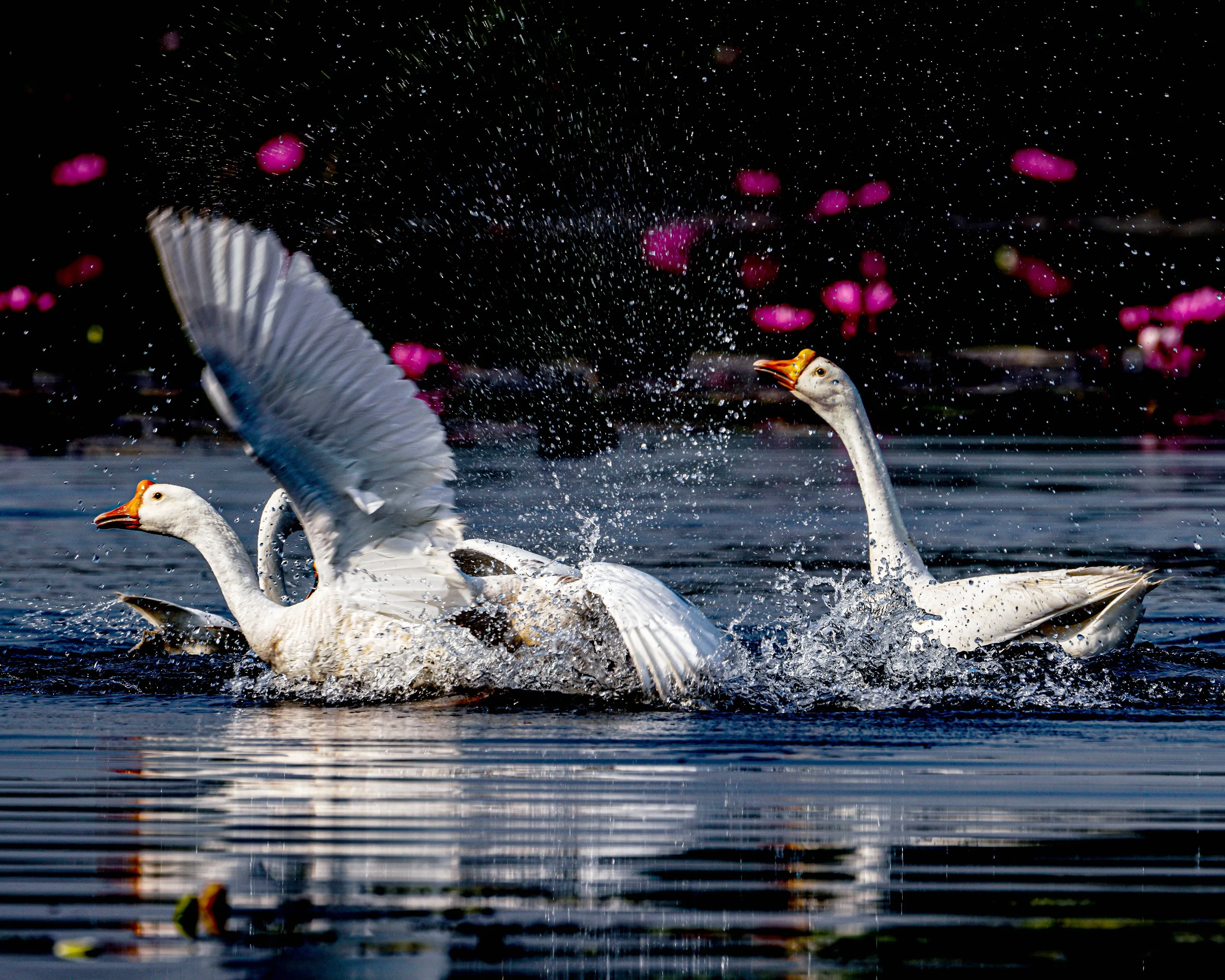 Joyful Splash: Indian Runner Ducks Dancing with Liquid Diamonds