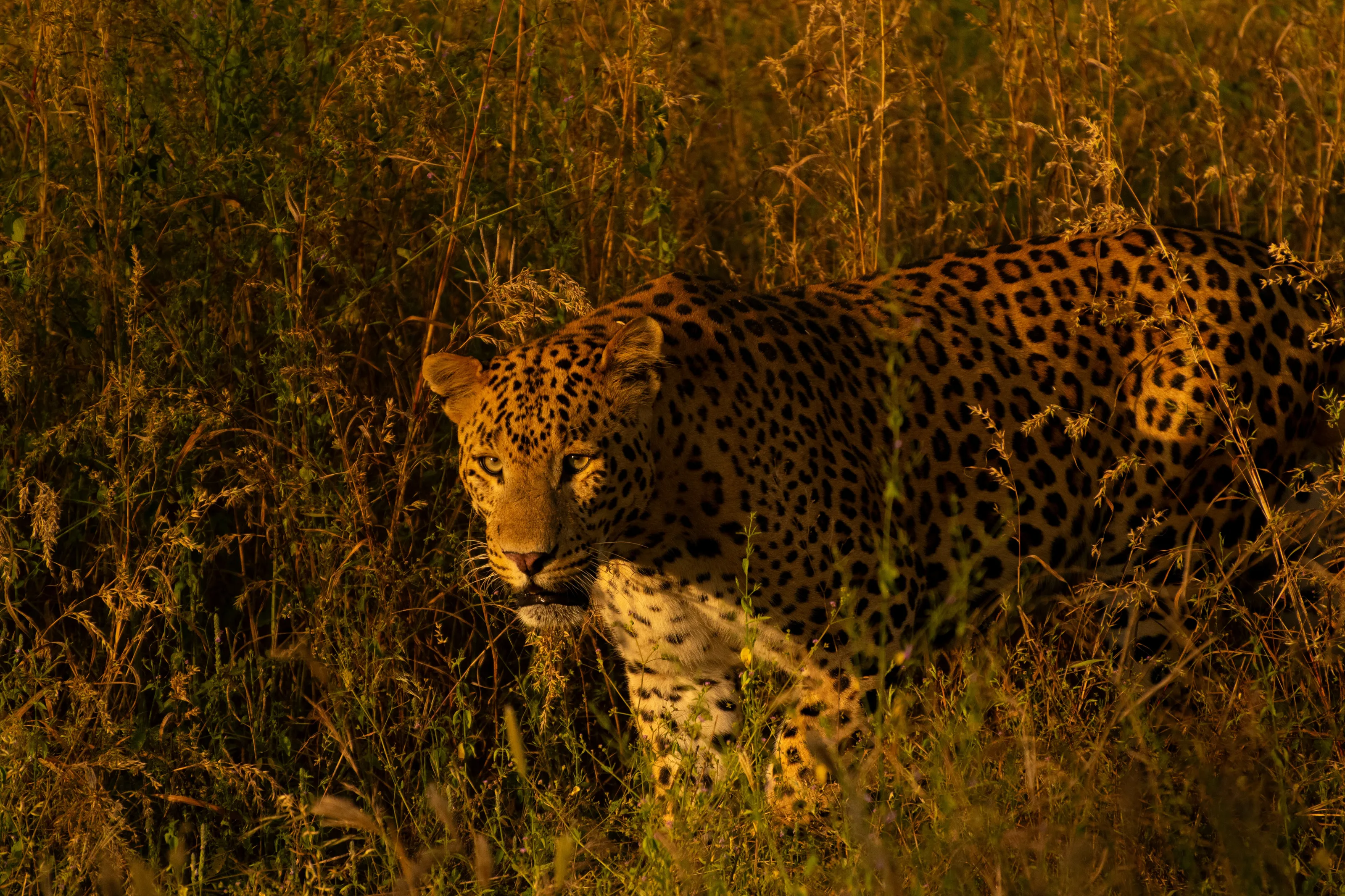 Prowler in the Dusk