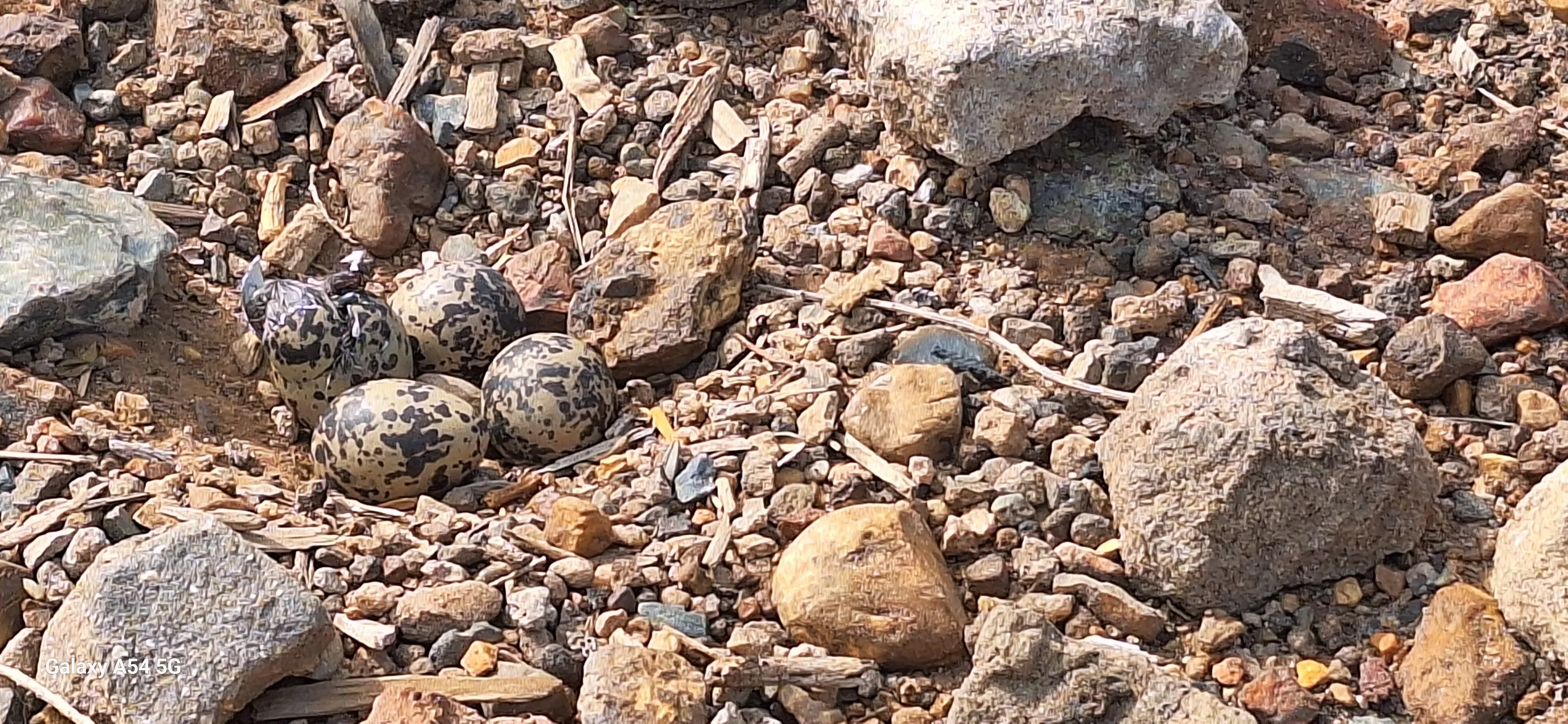 Blacksmith Plover Eggs Hatching