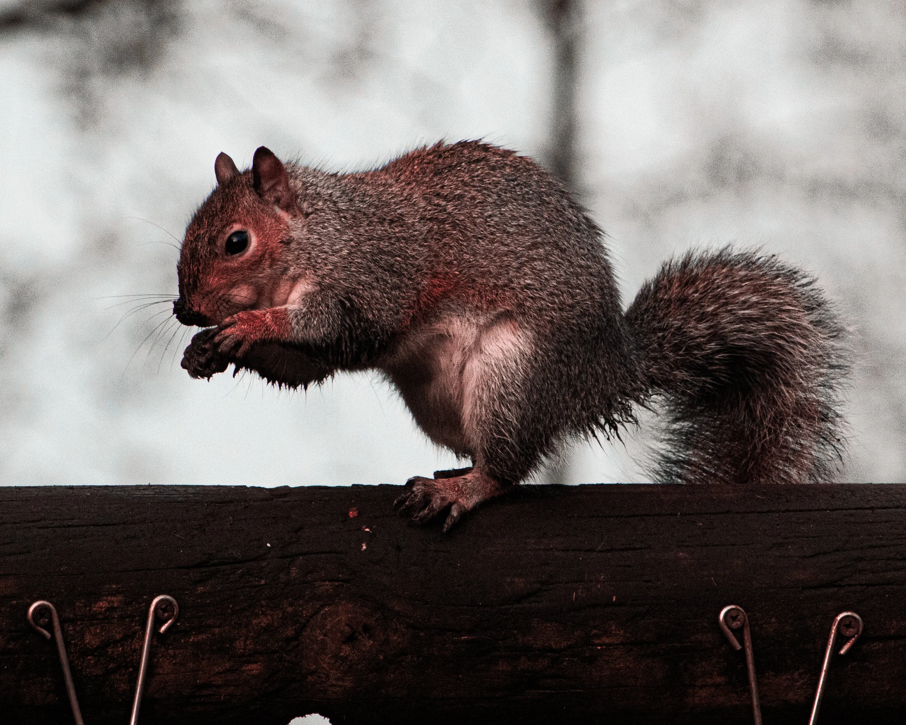 Squirrel
