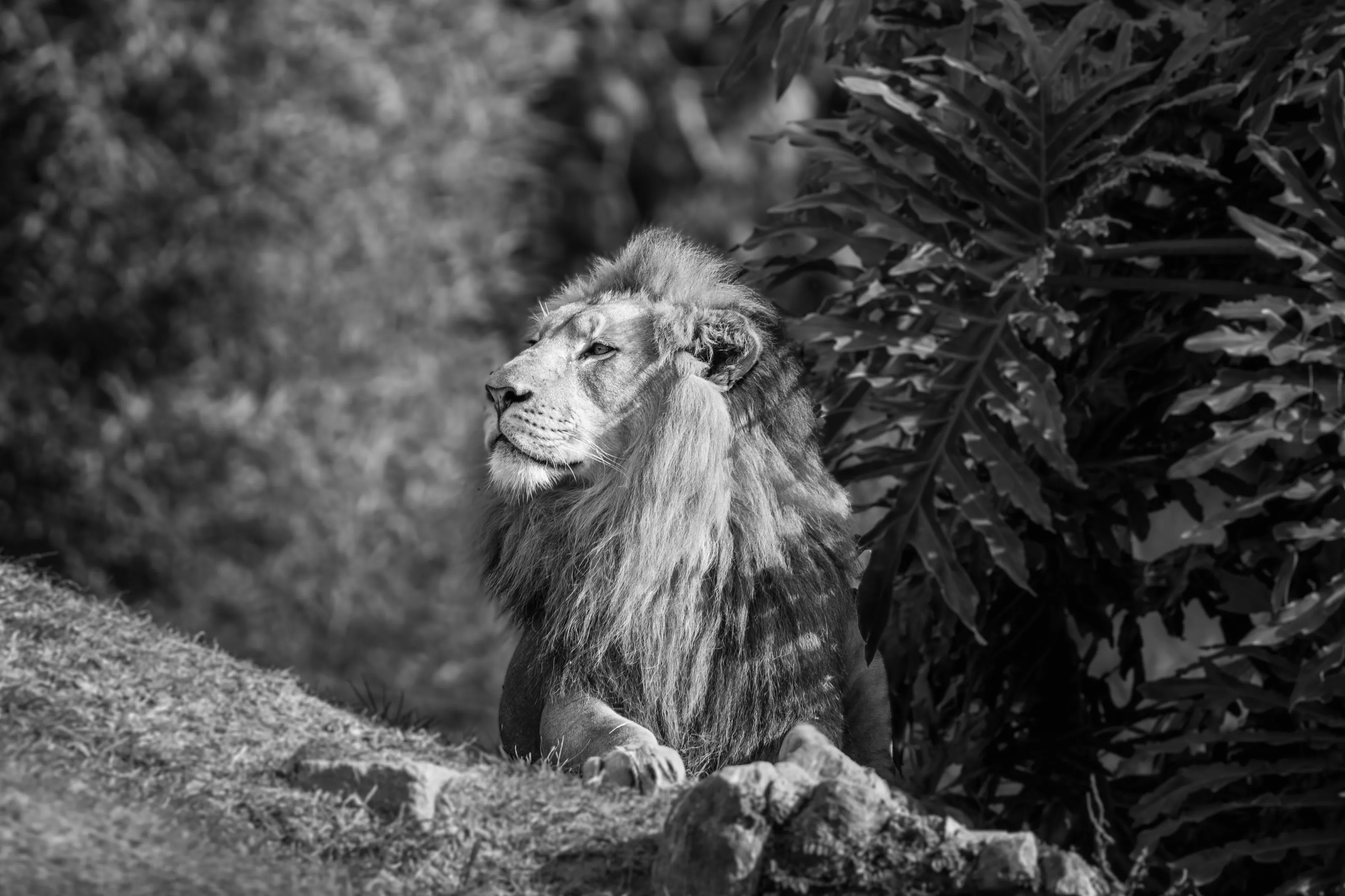 A resting lion at the zoo