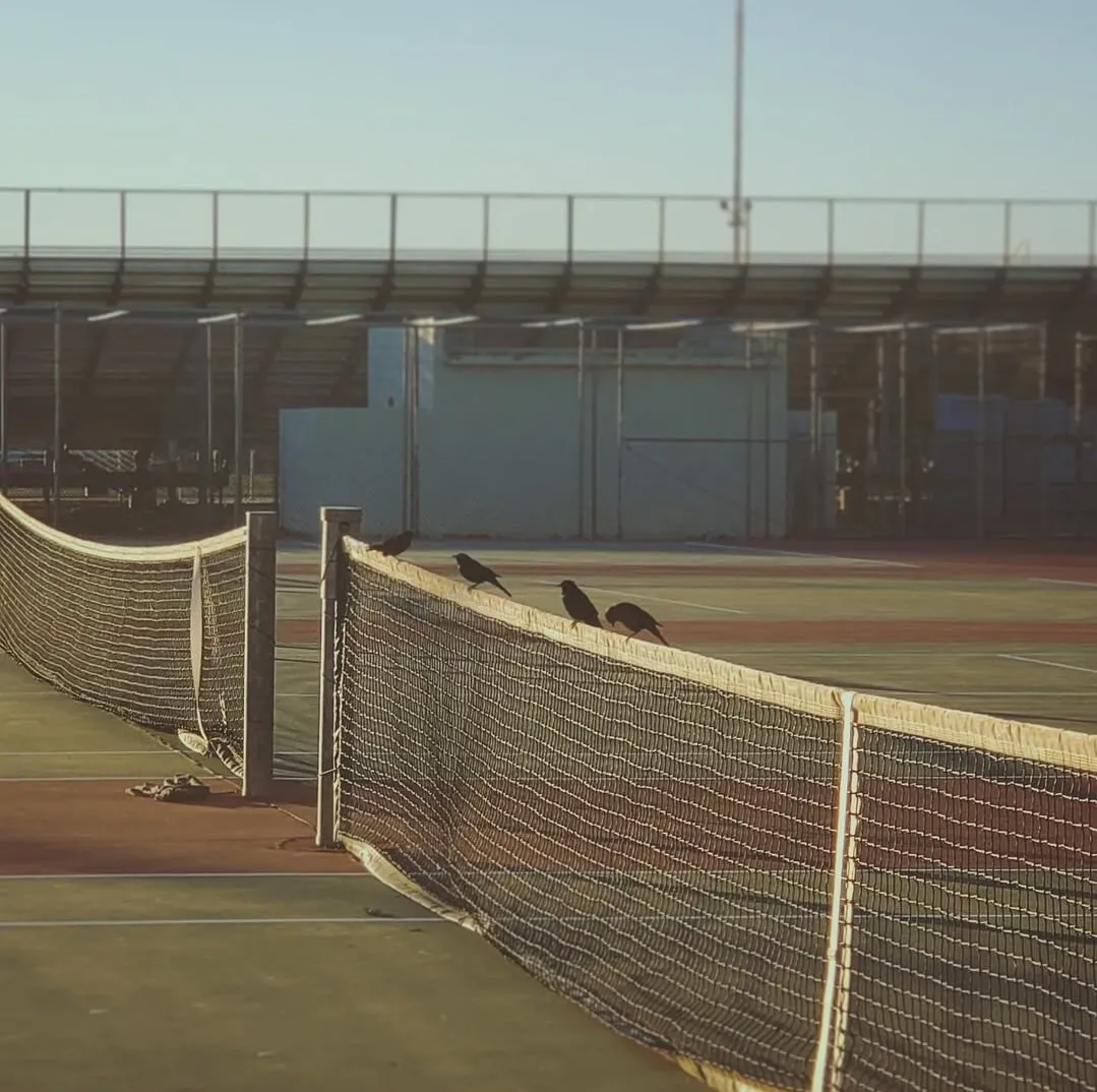 Birds on tennis court