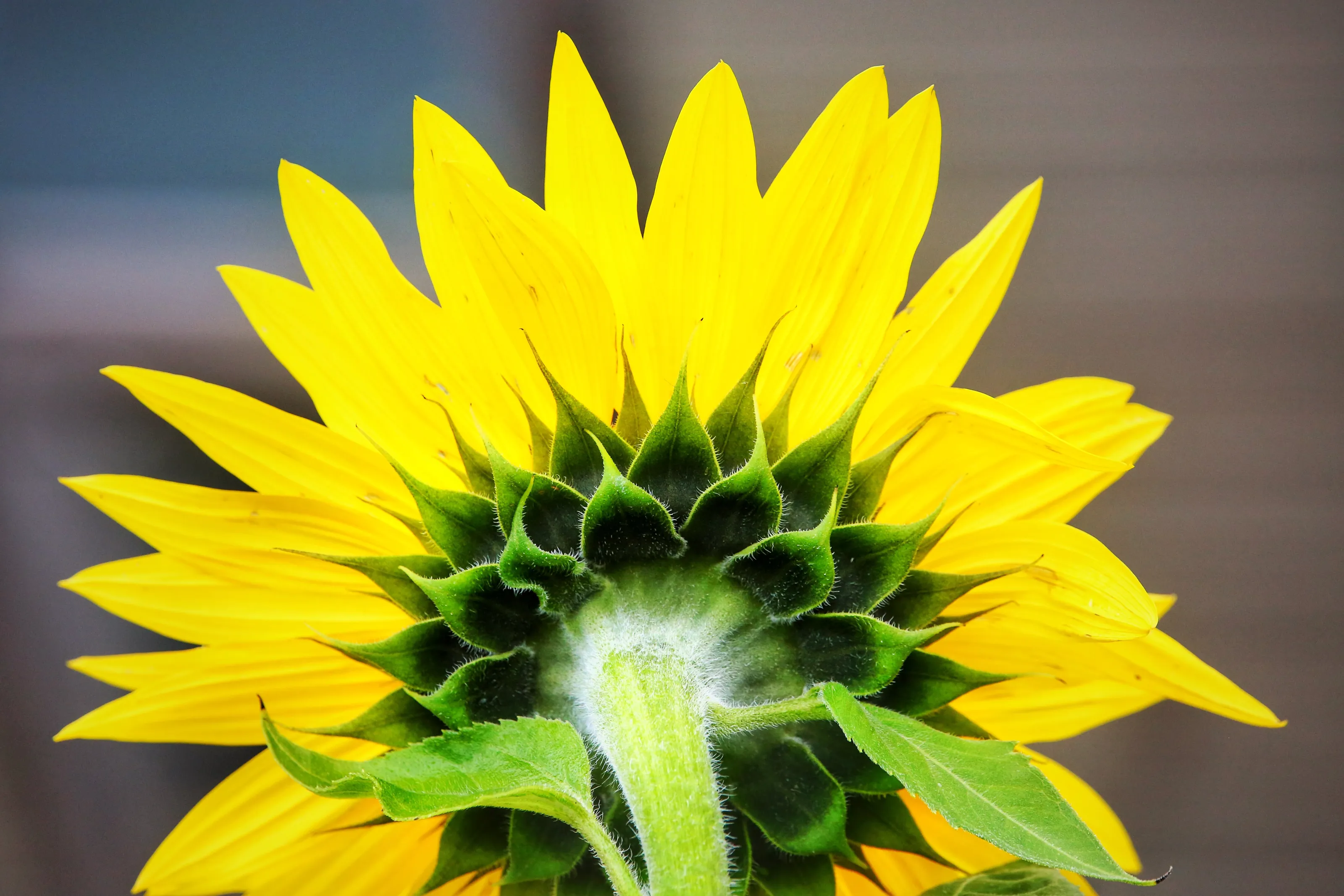 Sunflowers from Behind (in colour)