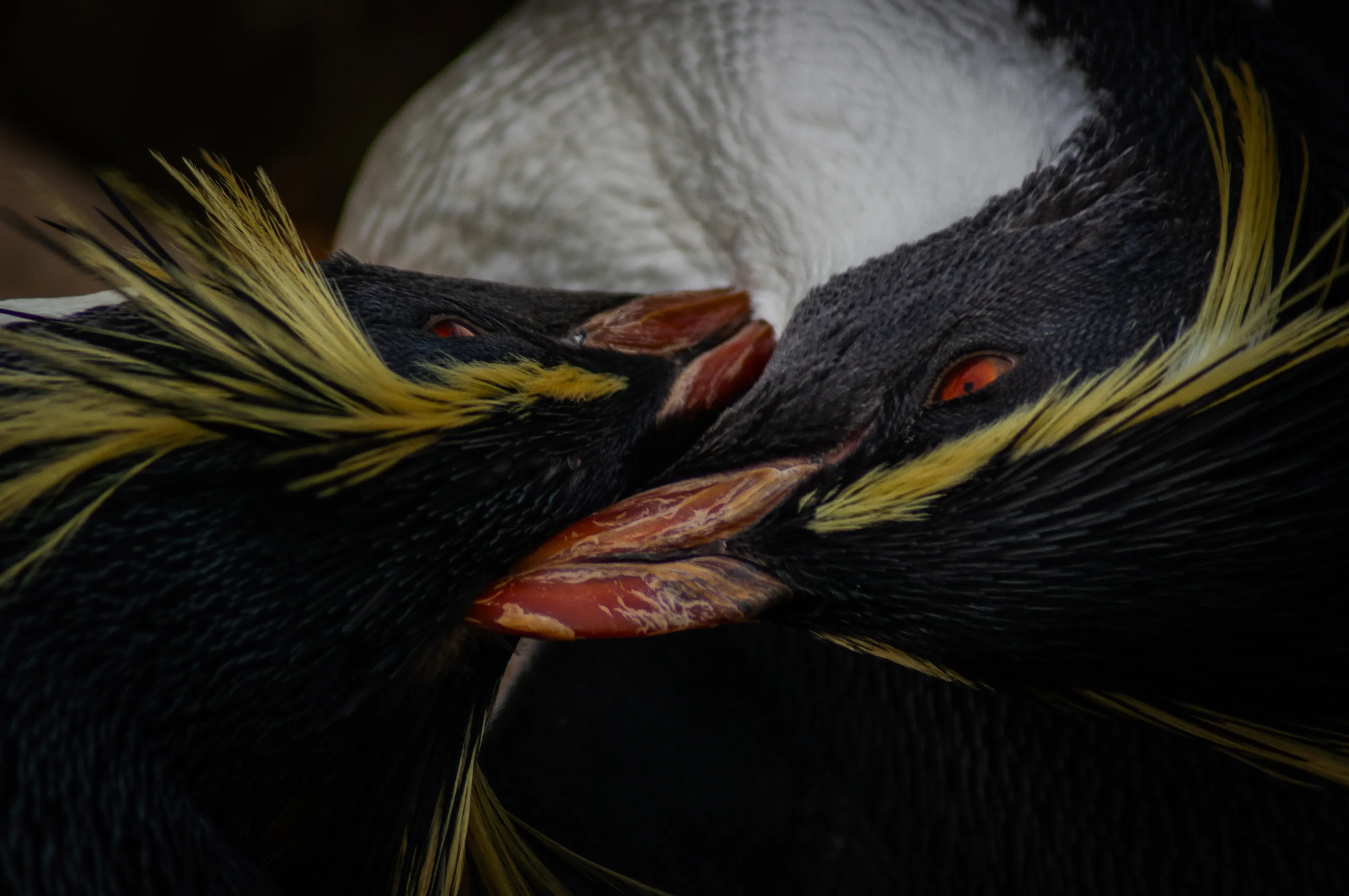 Feathered Affection