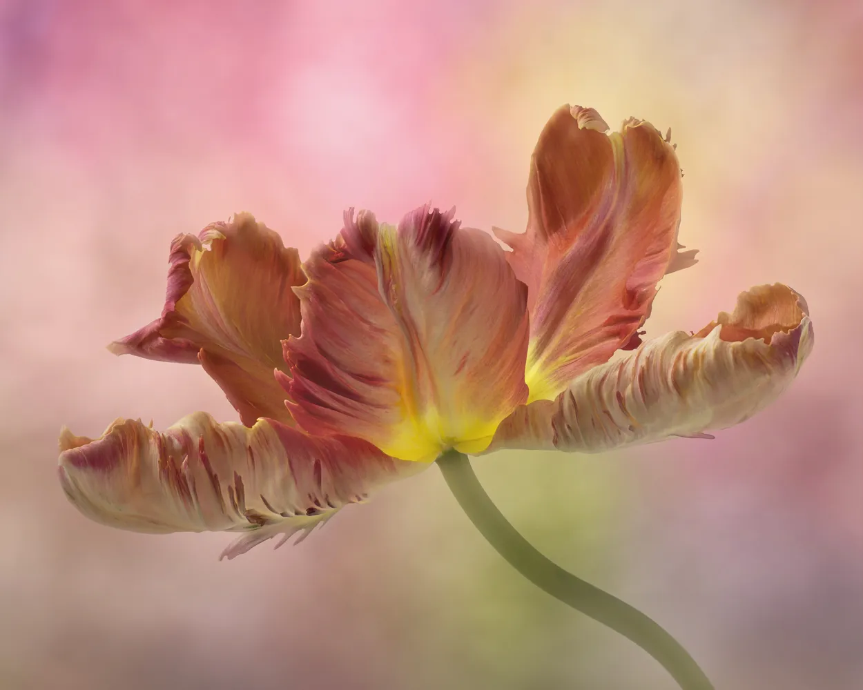 Parrot tulip