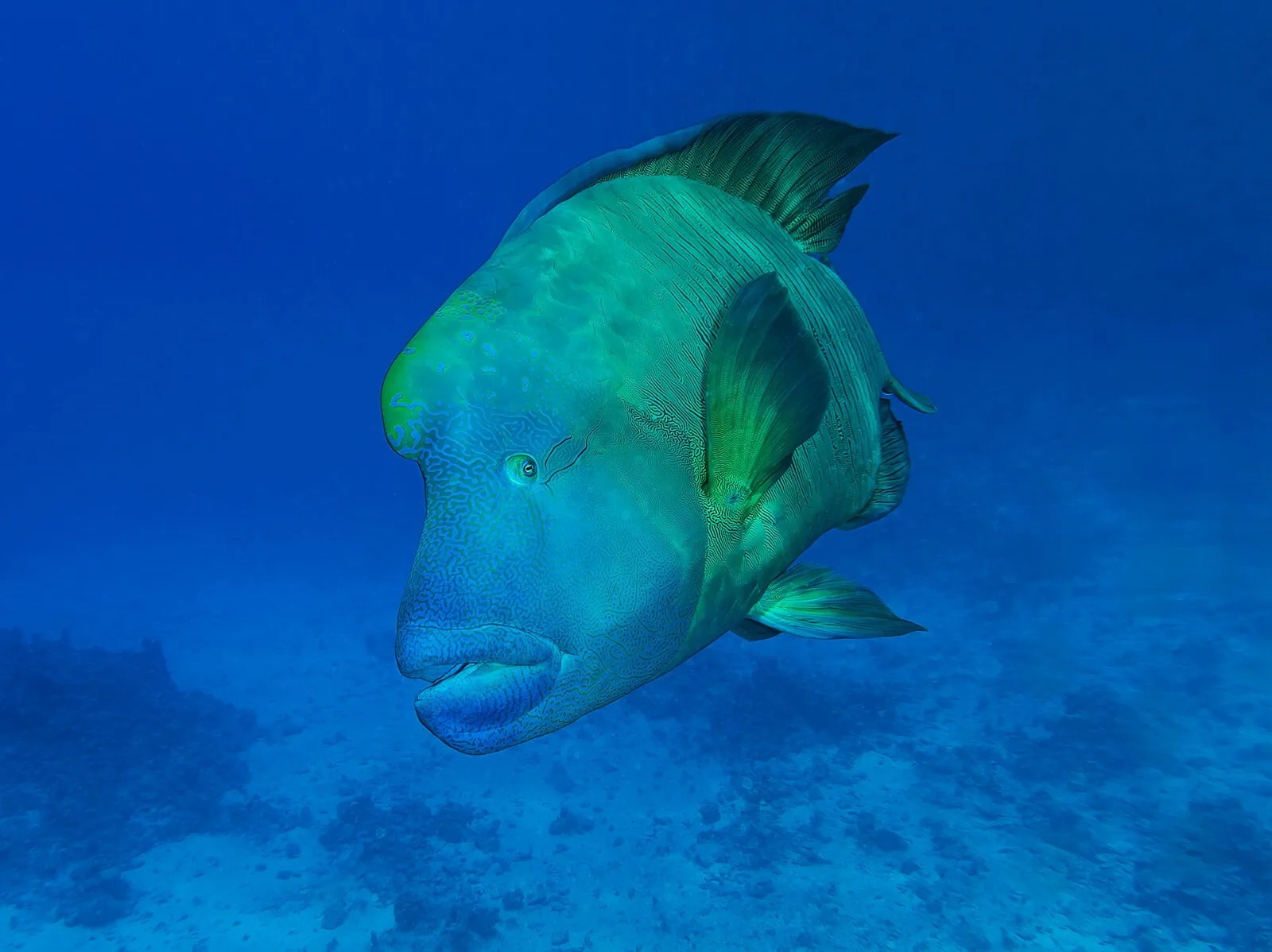 One Live Fish