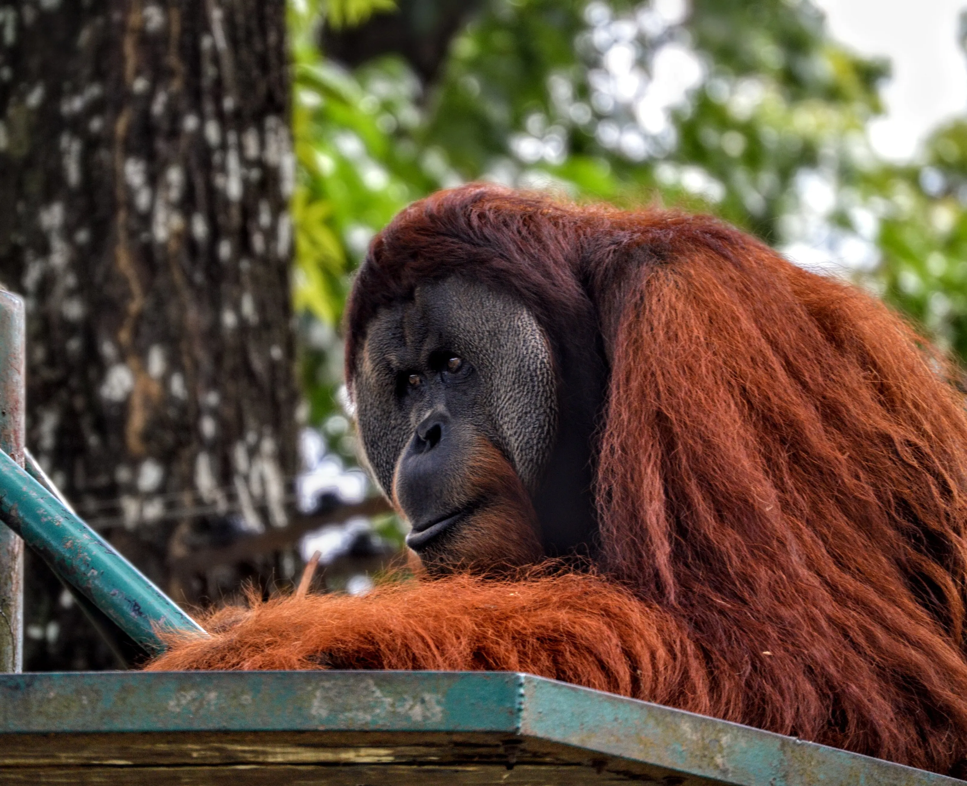 Orangutan in Malaysia