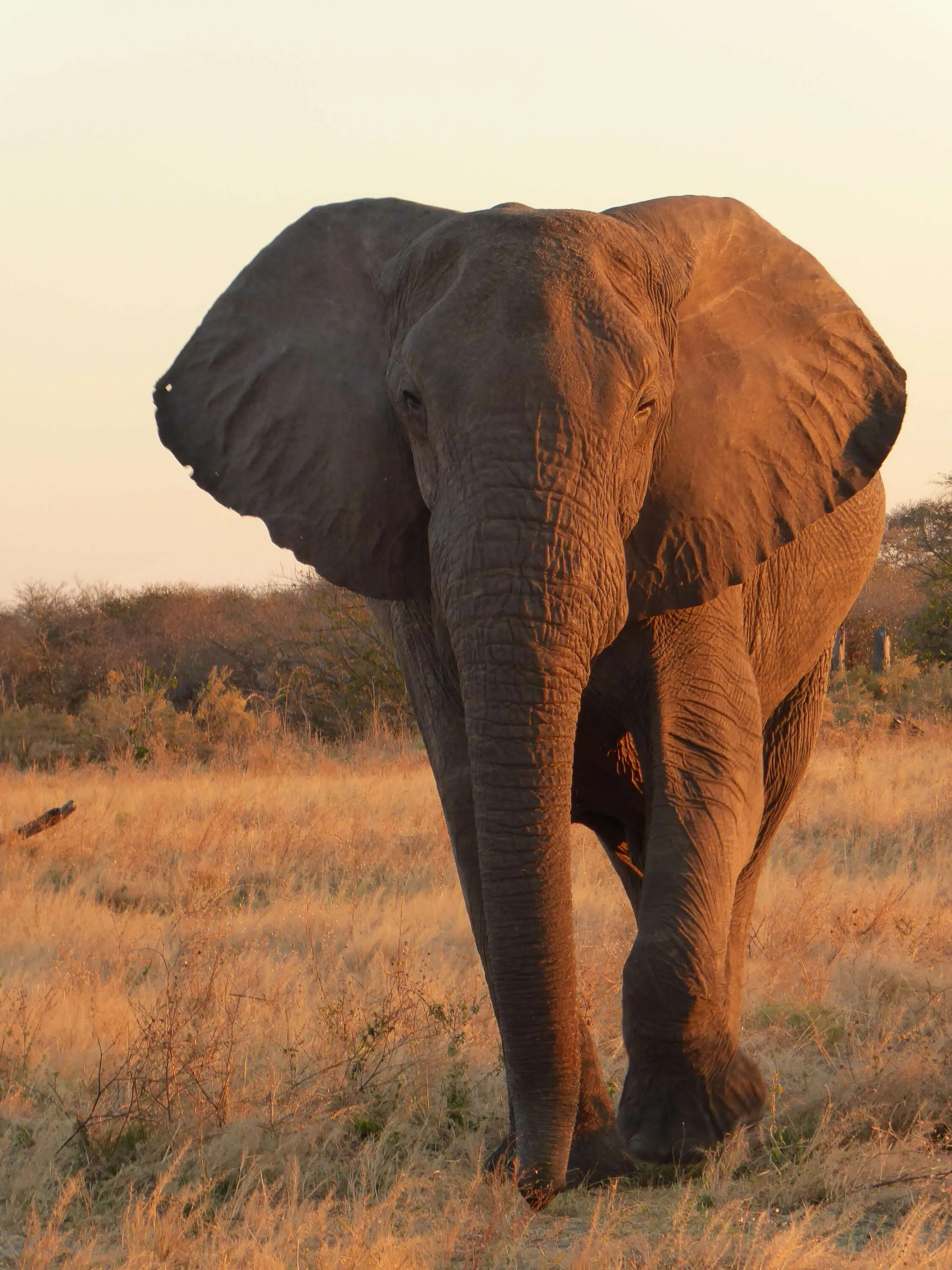 Elephant in Botswana