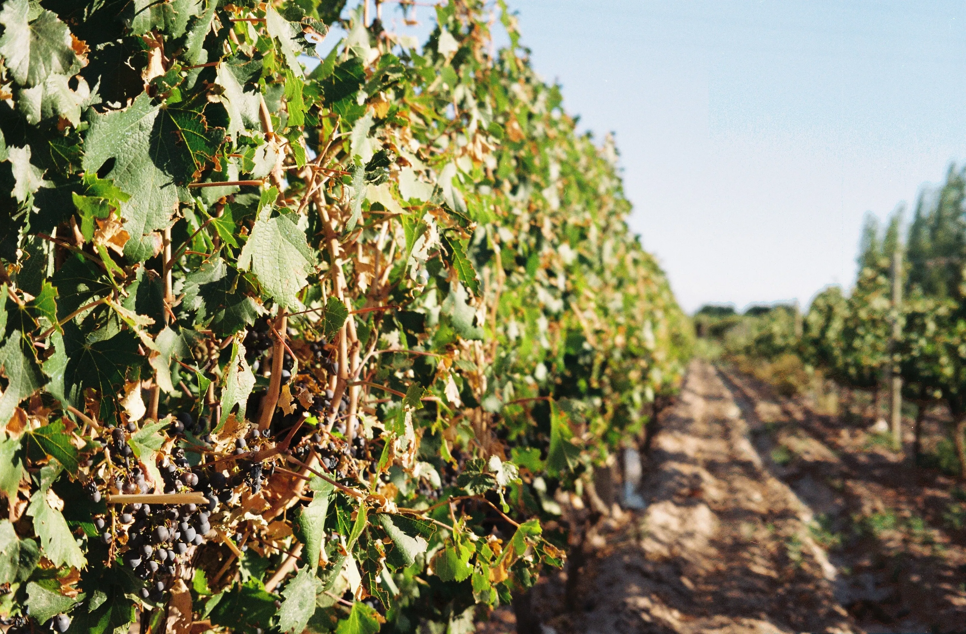 Vineyard Sun