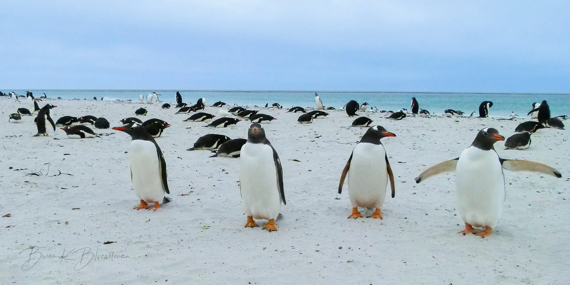 Gentoo Beach