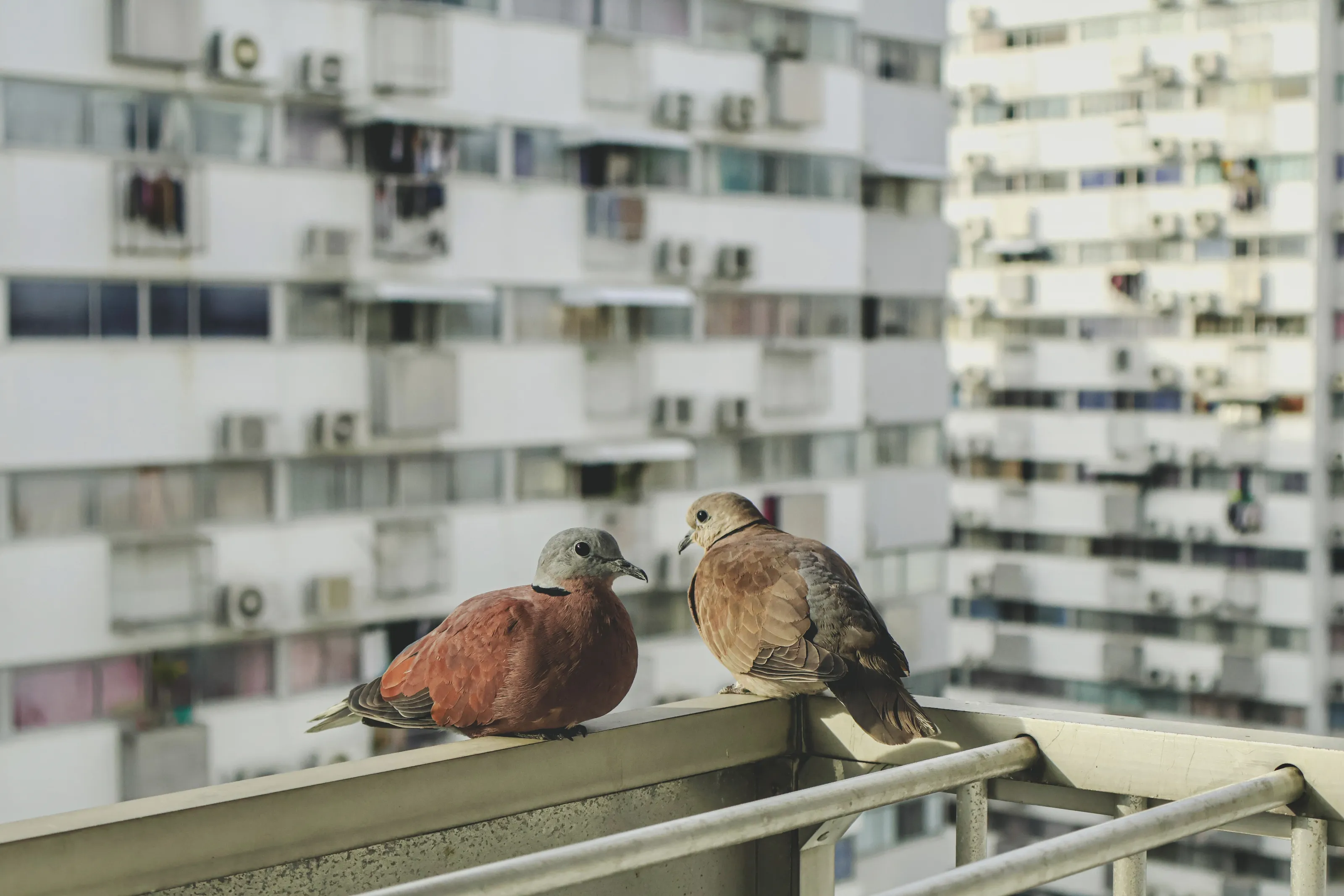 Love on the balcony