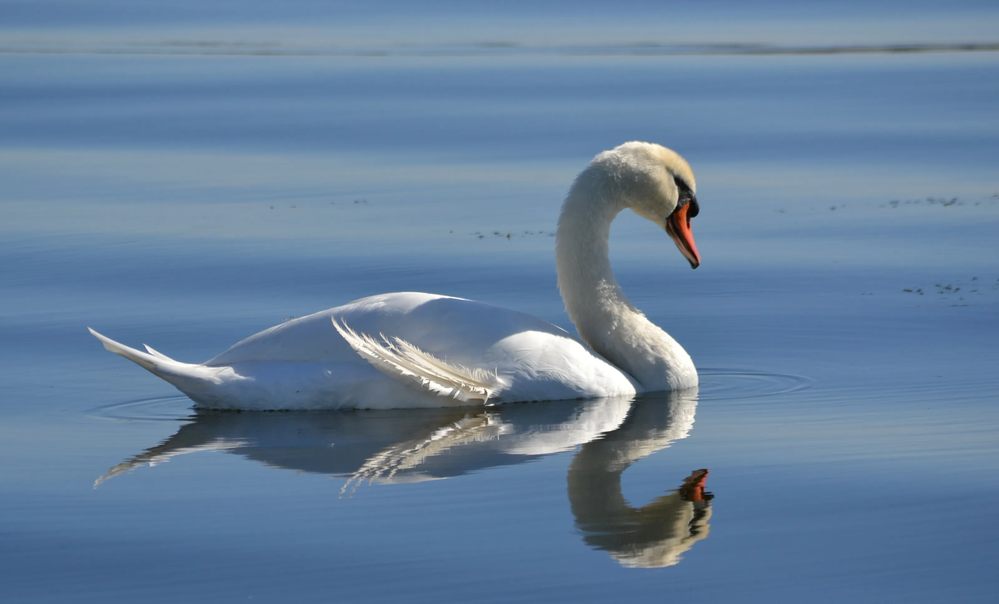 White Swan