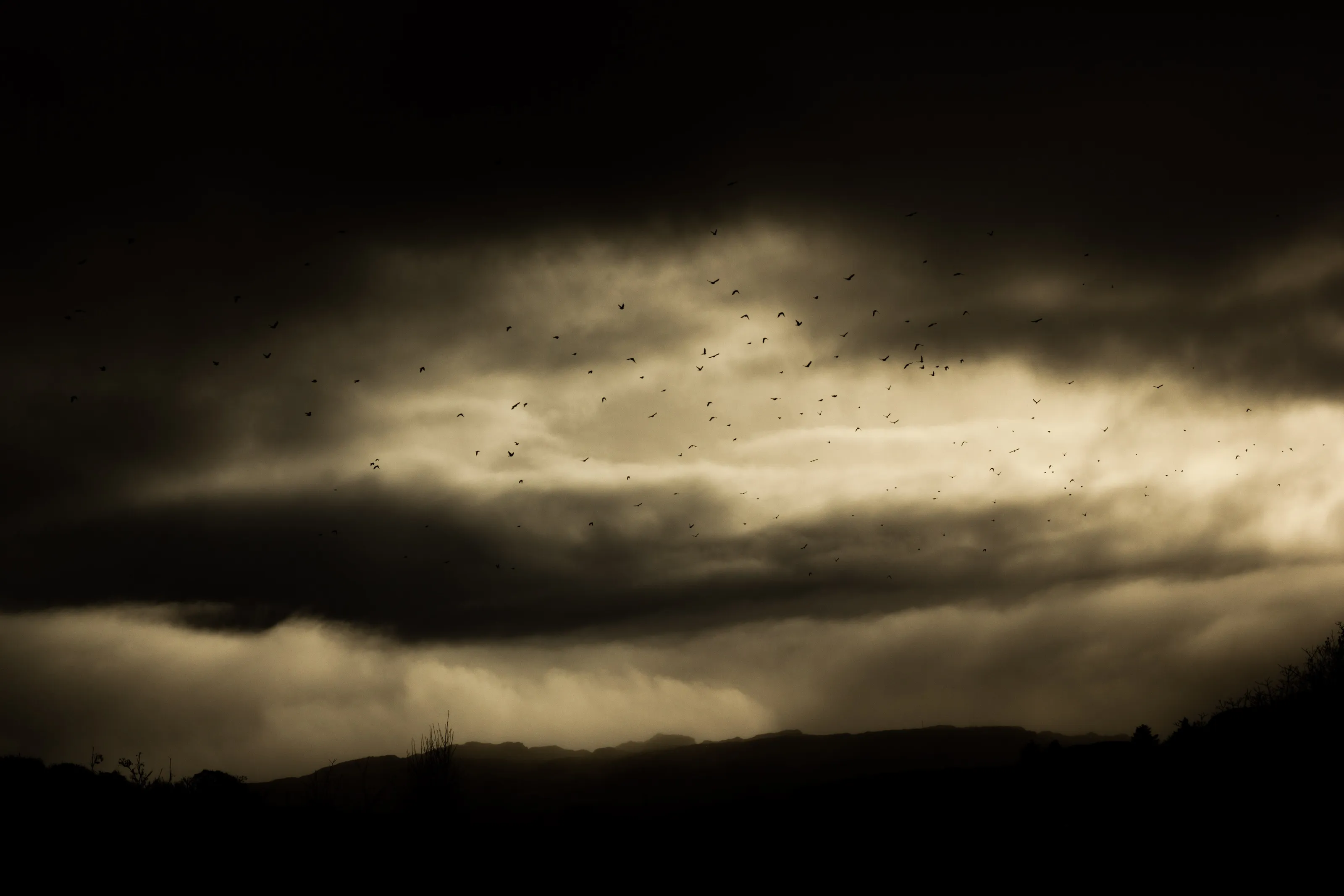Birds in flight on a dark day