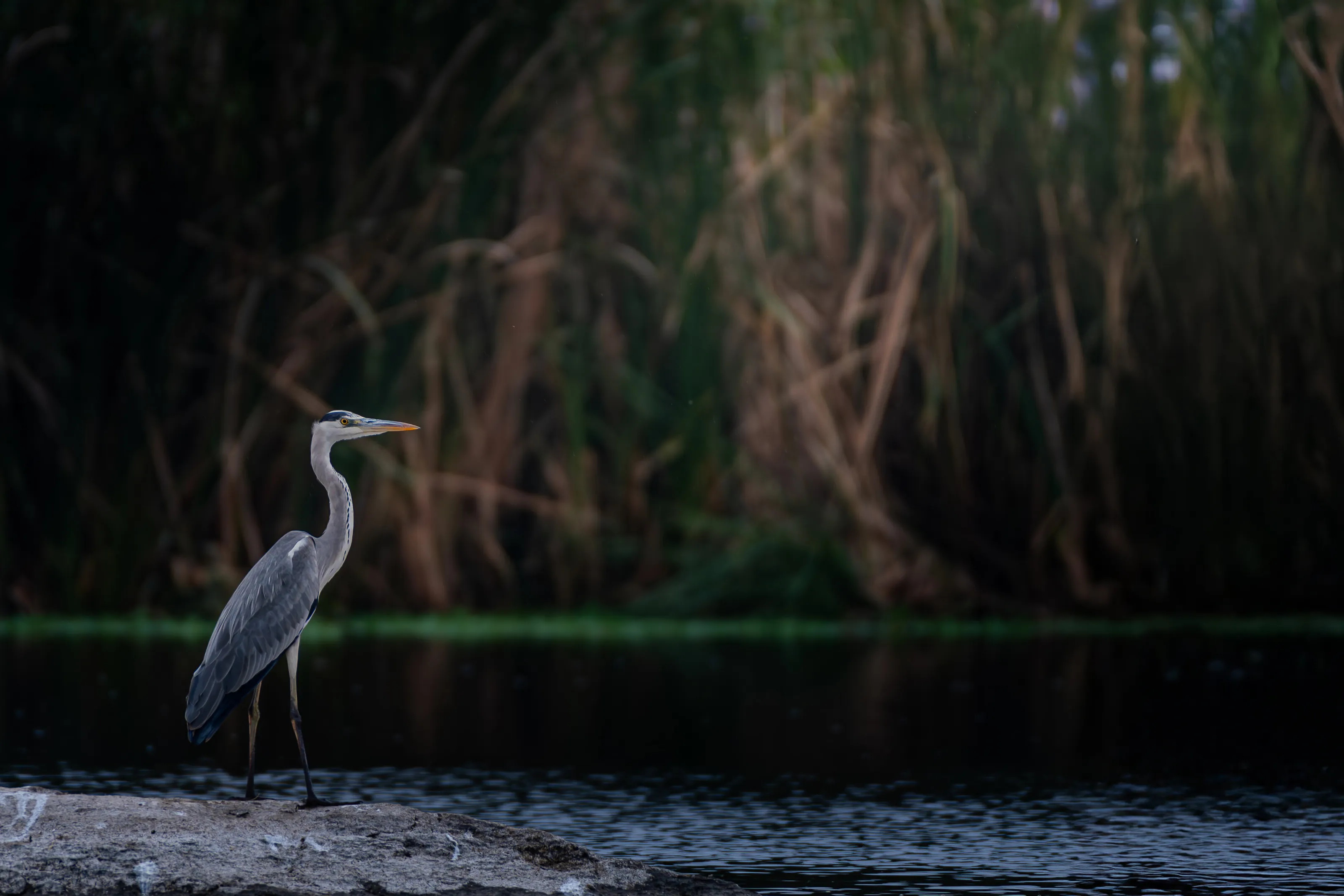 A Grey Heron chilling by the lake