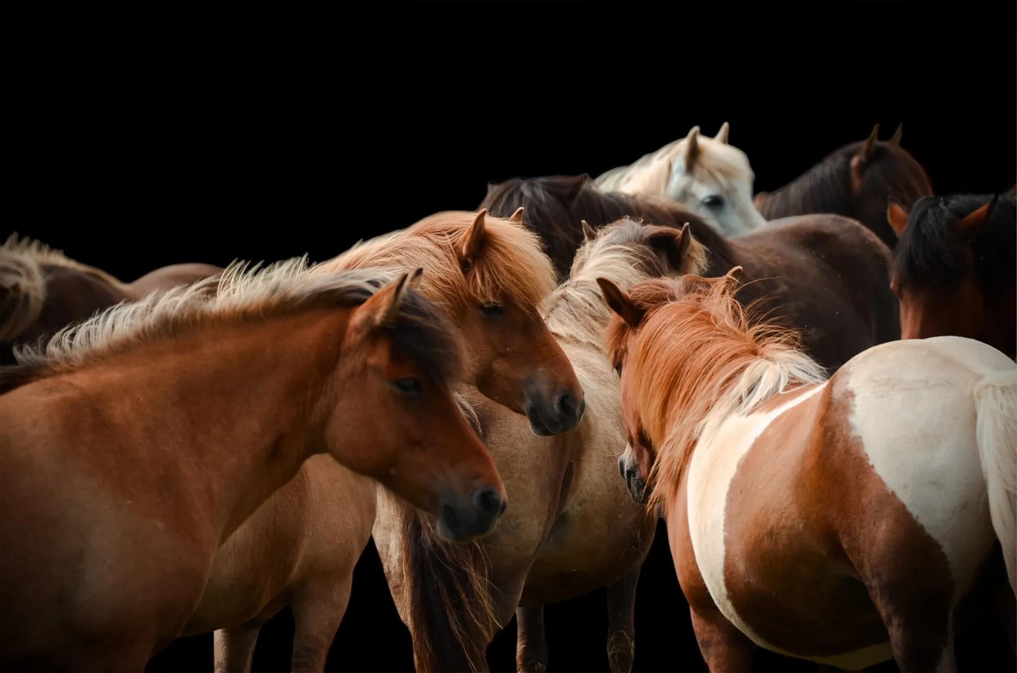 Islandic horse