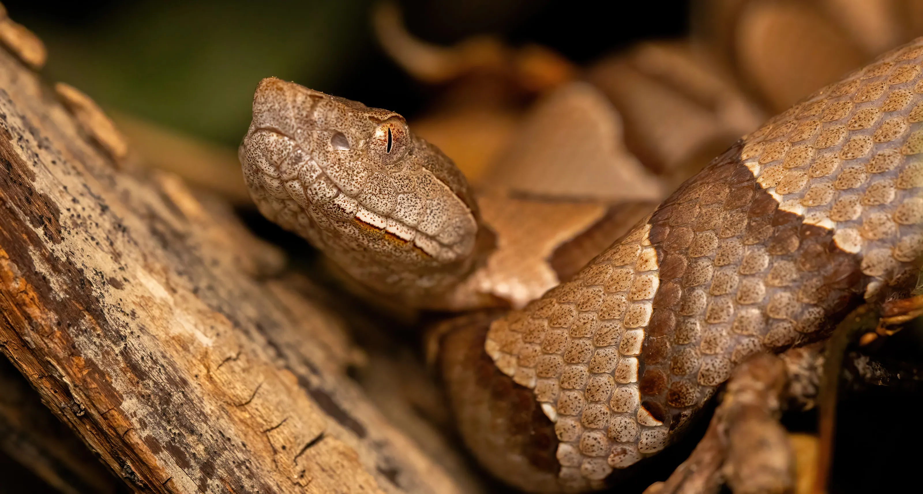 Eastern Copperhead
