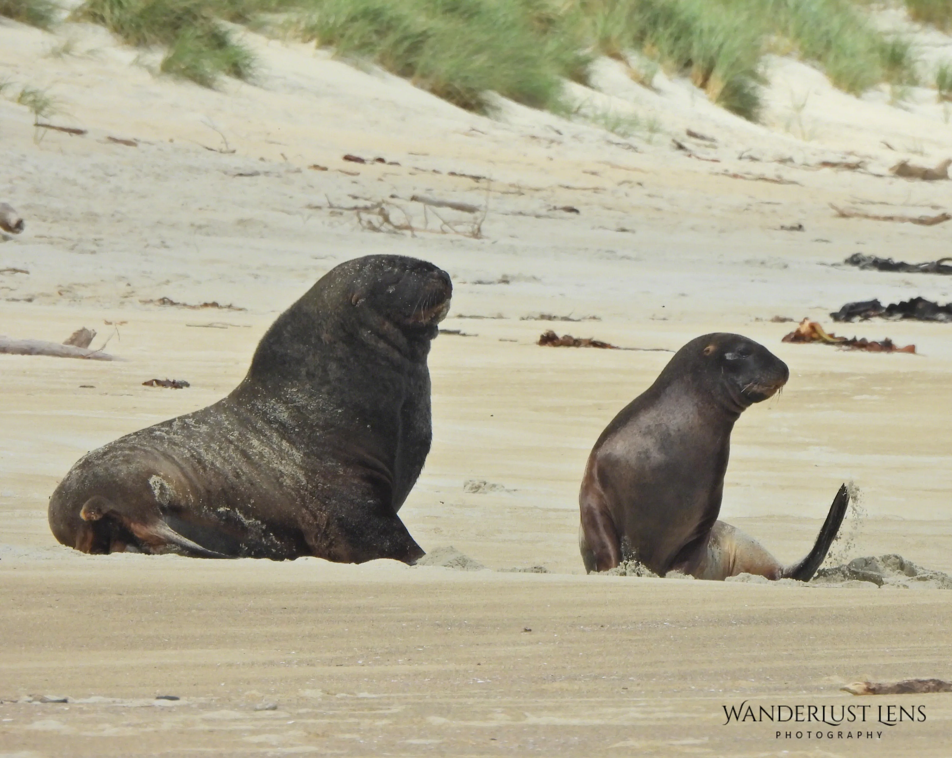 Sea lions at sandfly bay