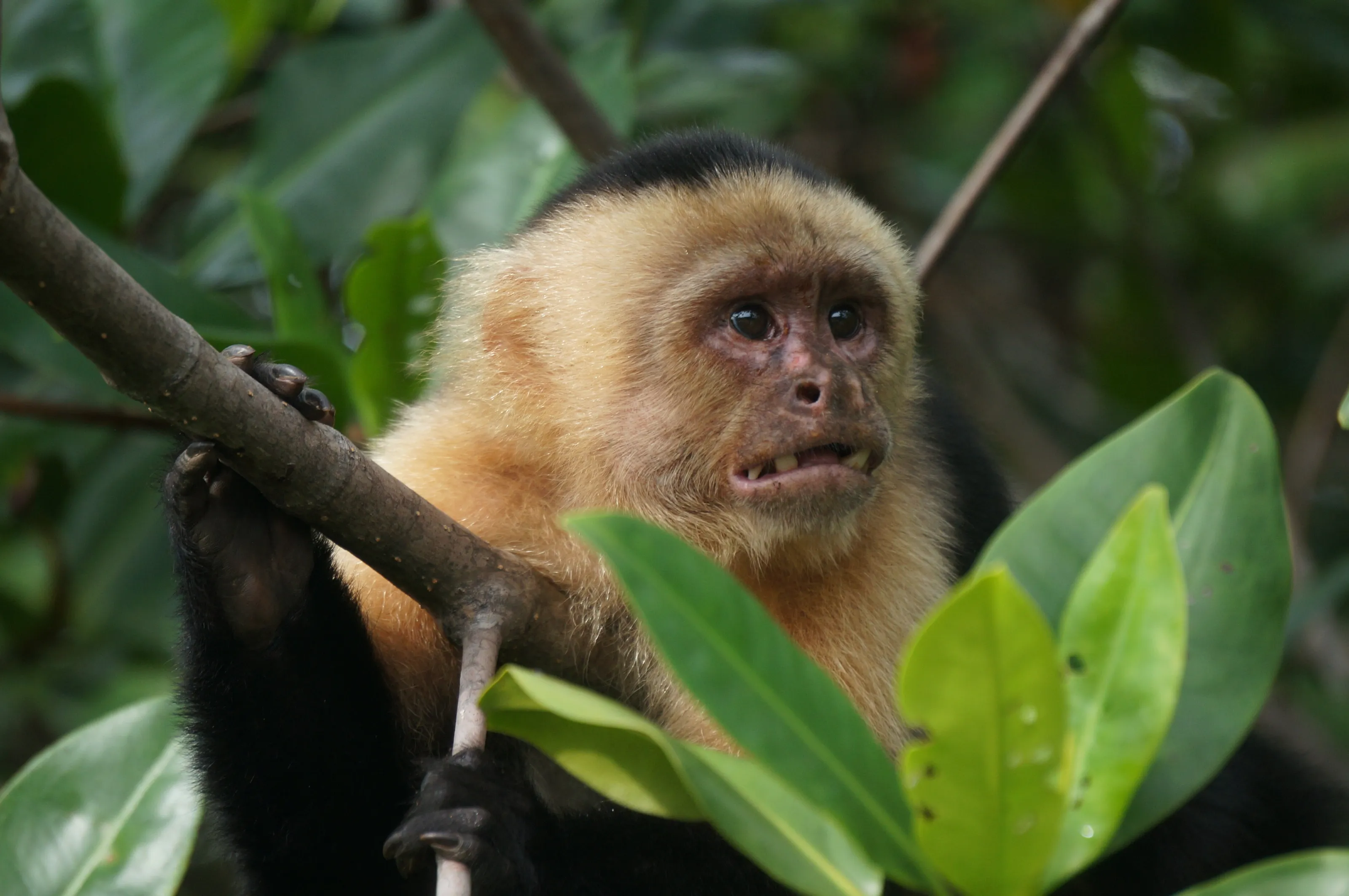 Capuchin Monkey