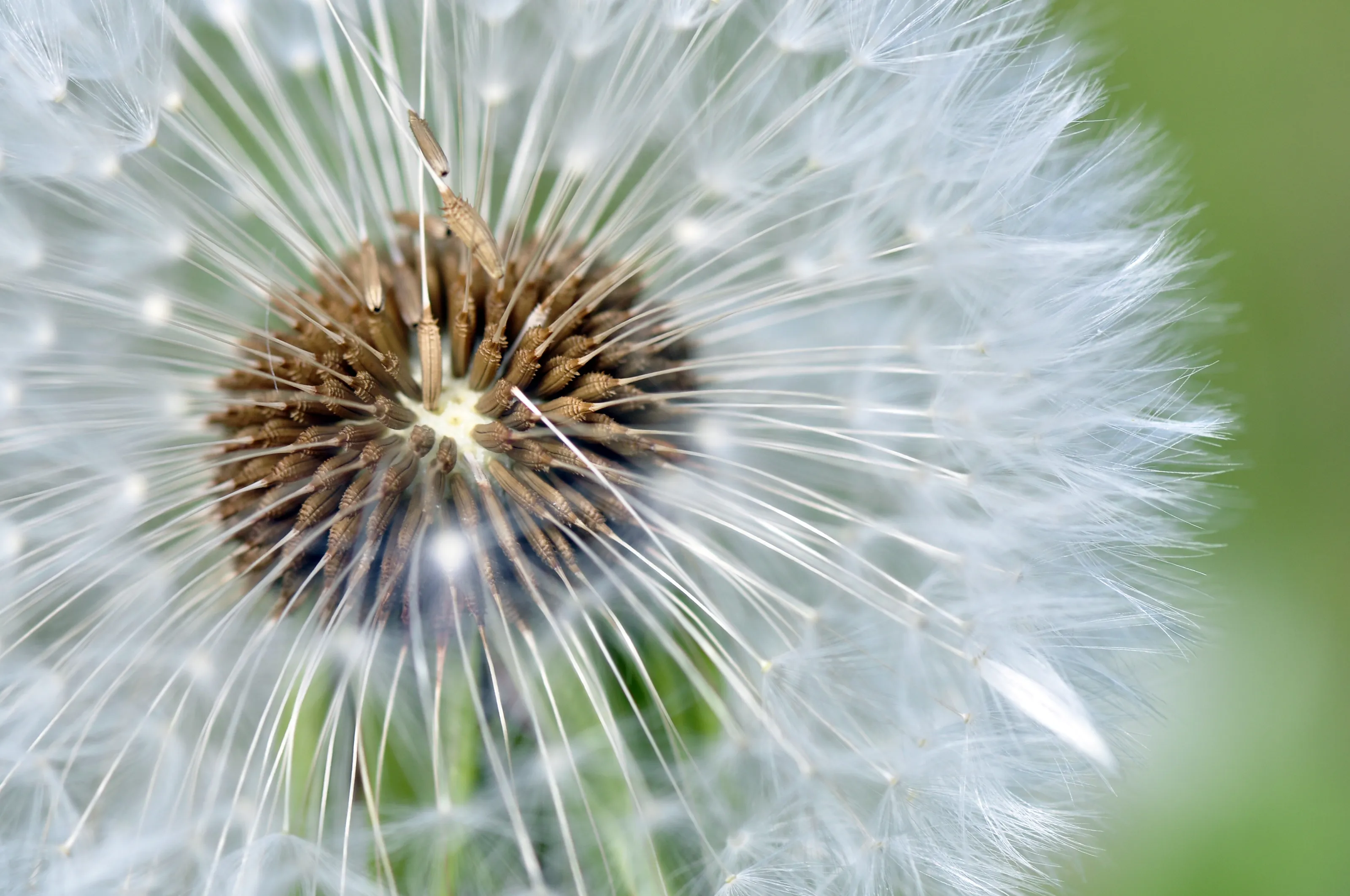 seed head