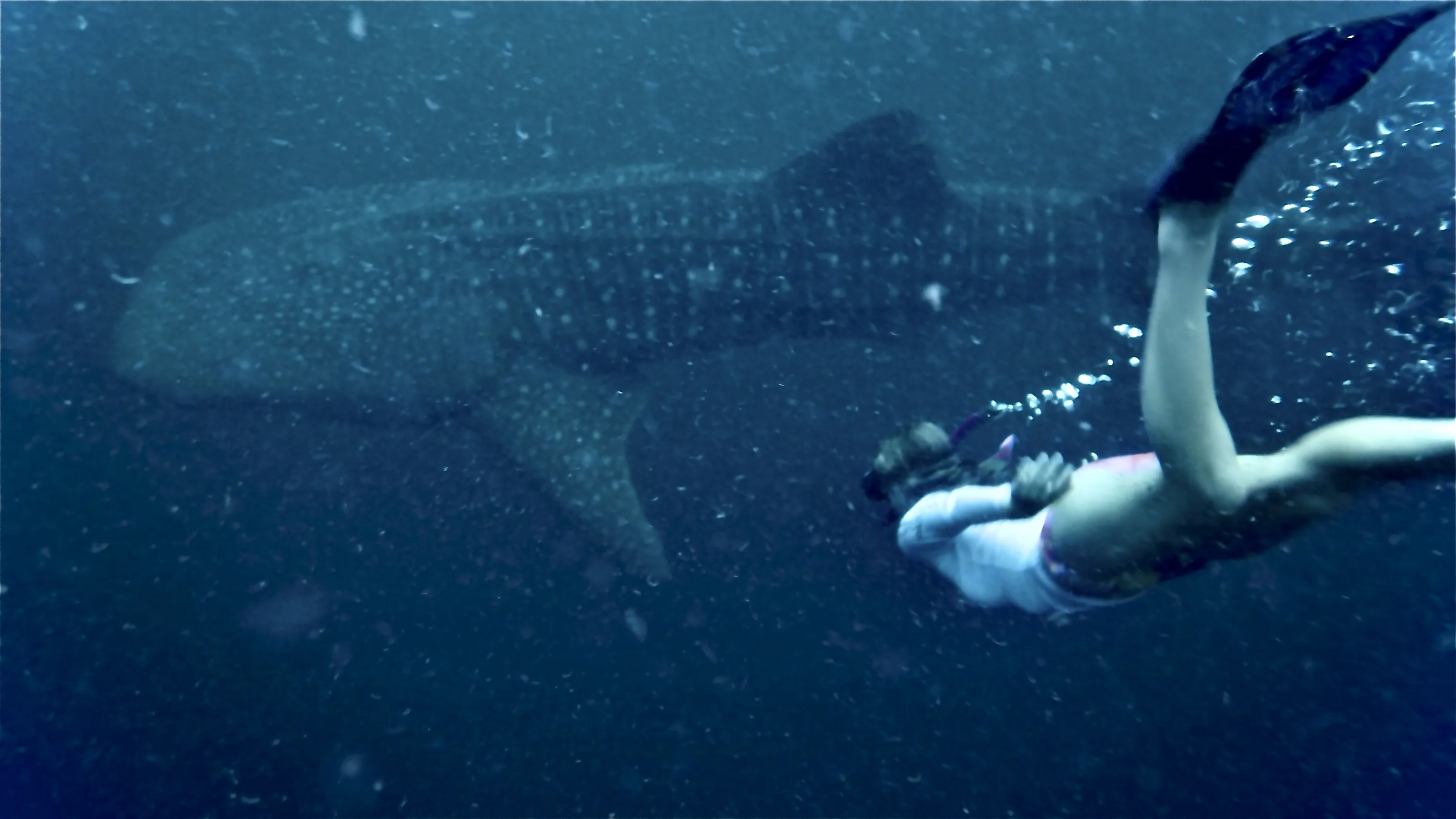 Swimming with Giants