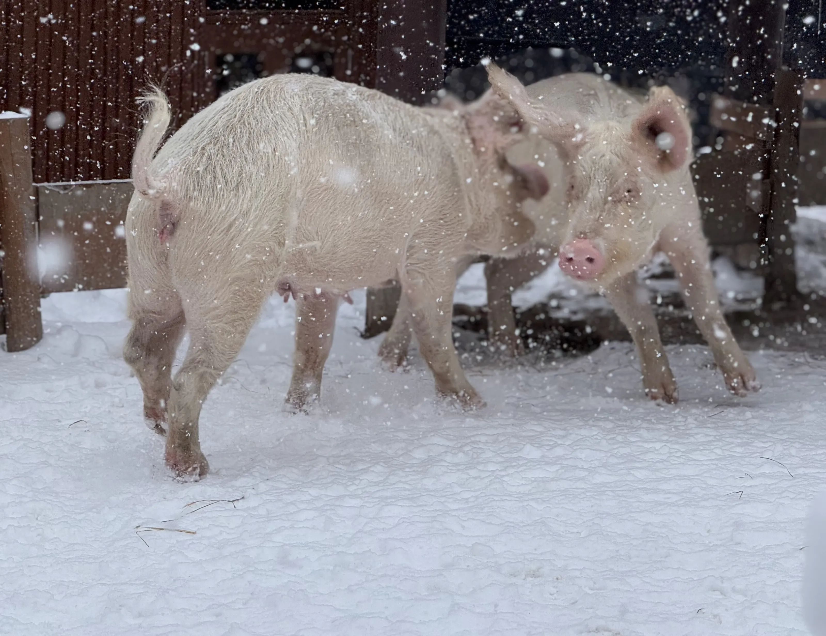 Animals on a winter cold day