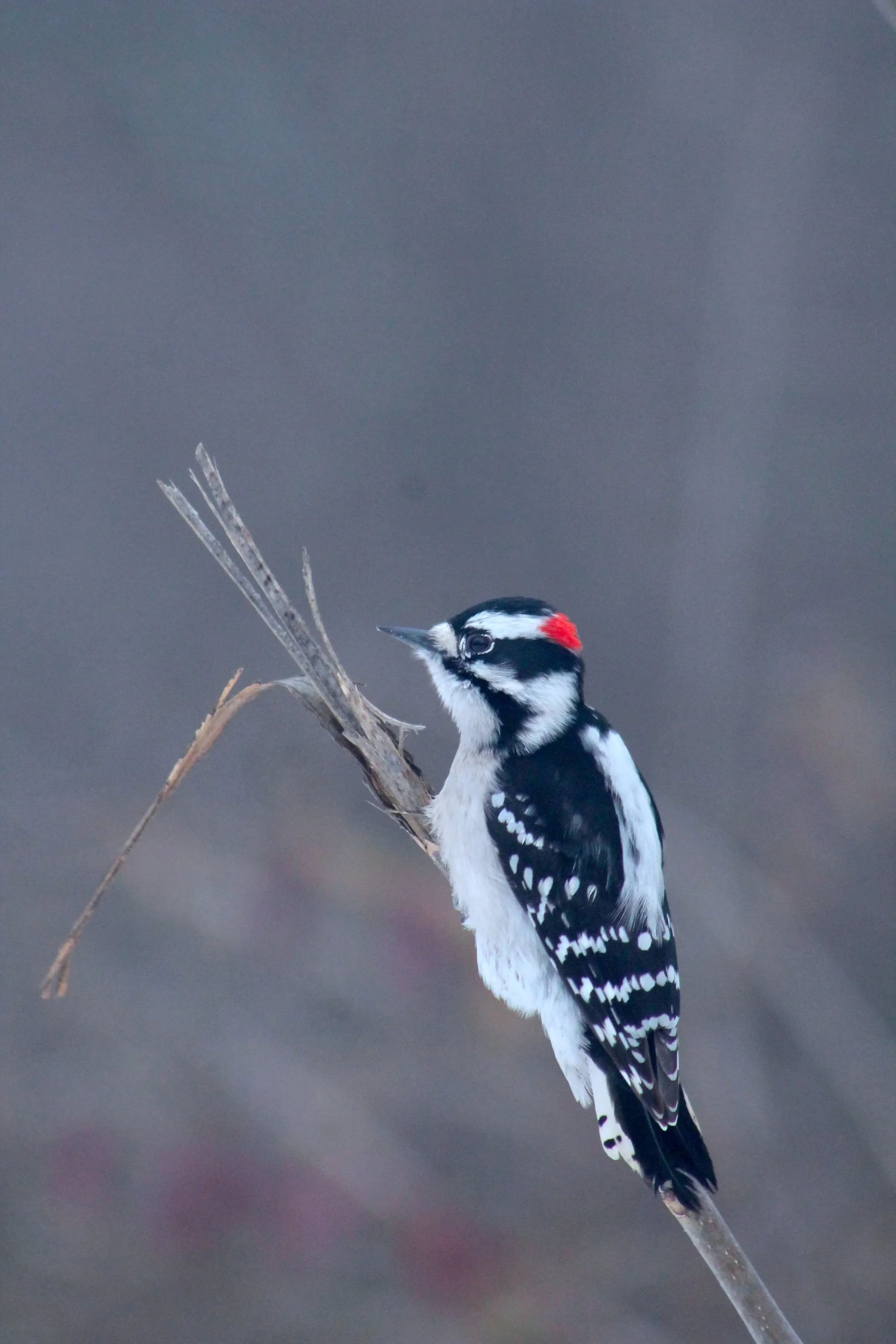 Downy Woodpecker