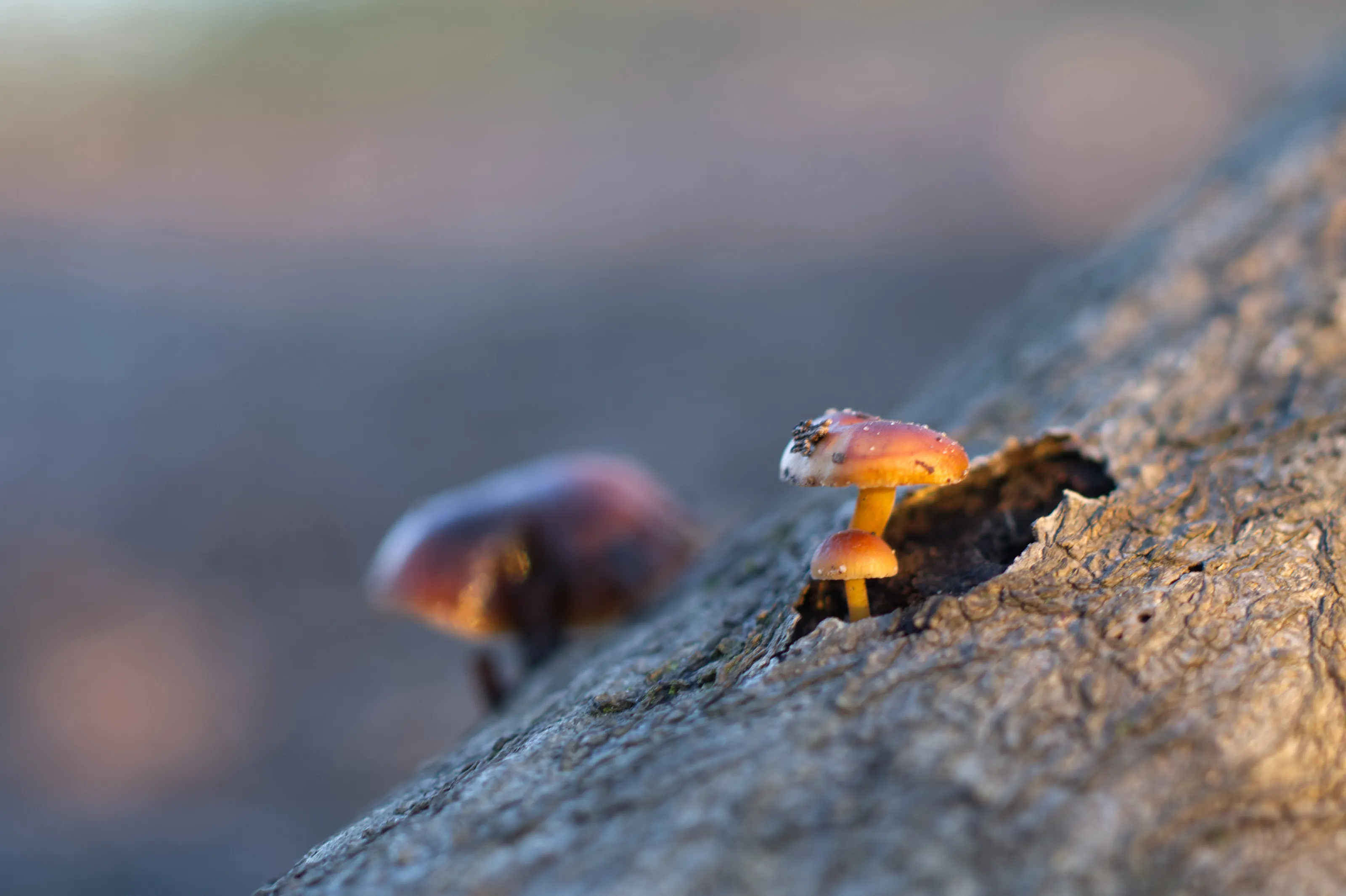 Two small mushrooms