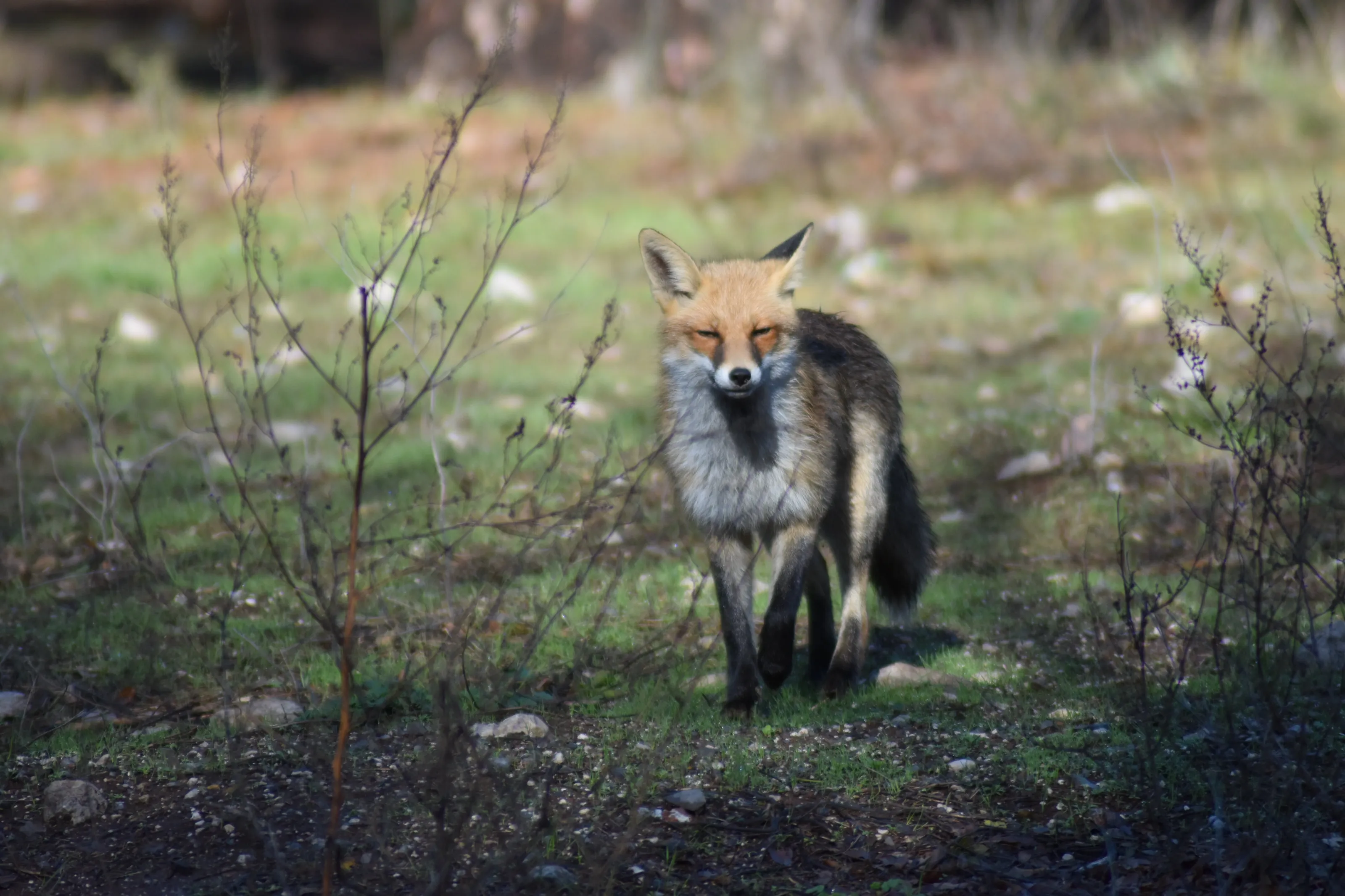 Fox in Antalya
