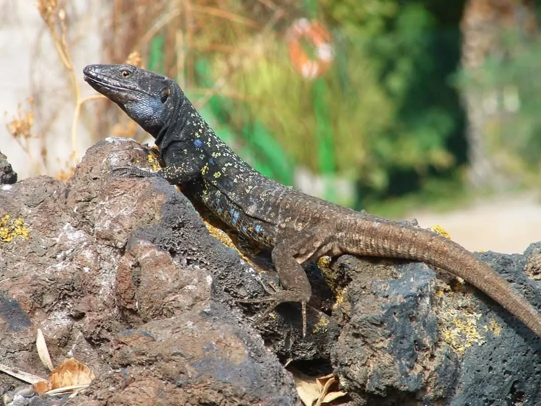 Lagarto Tenerife