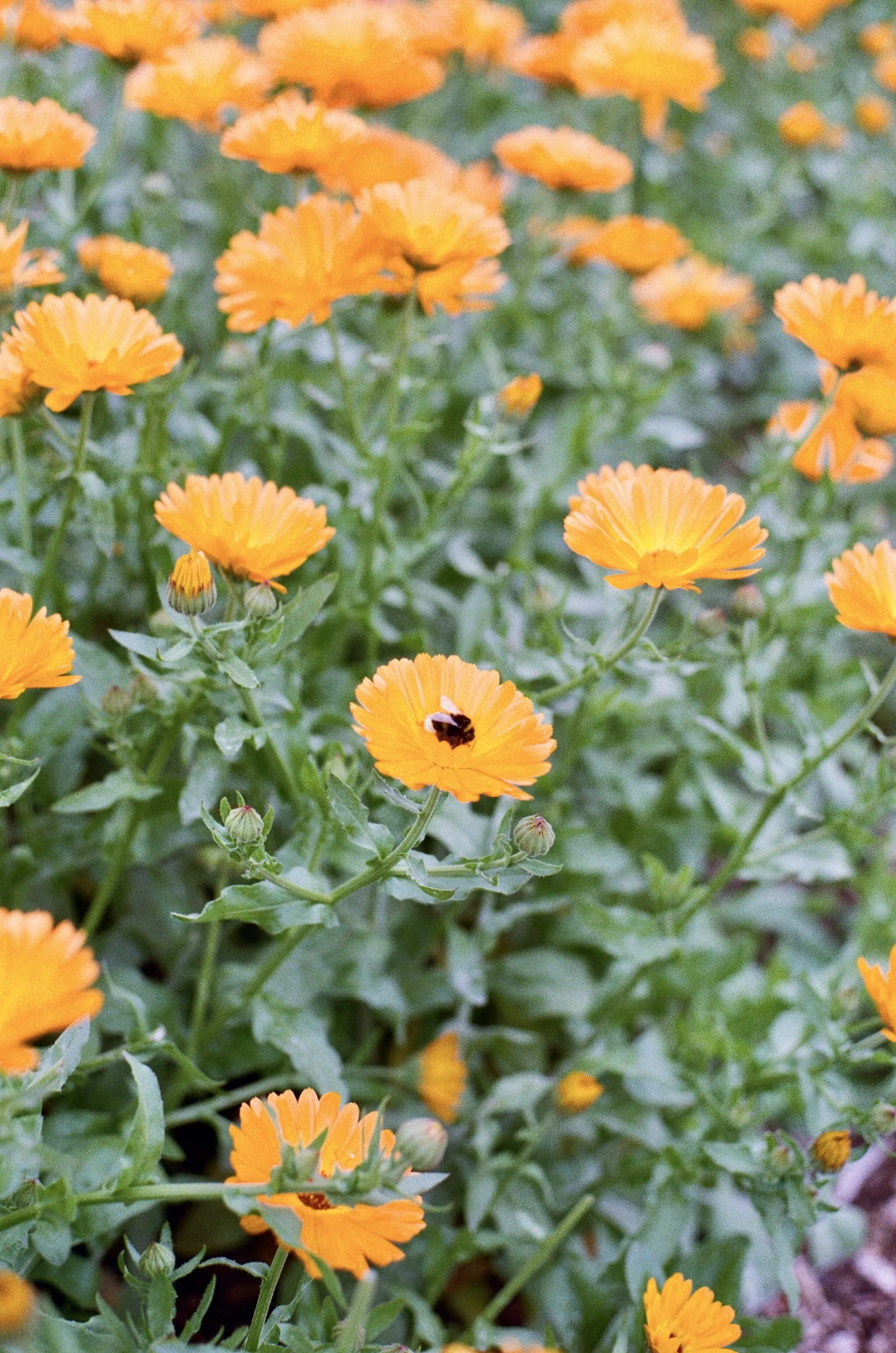Sleeping Bee