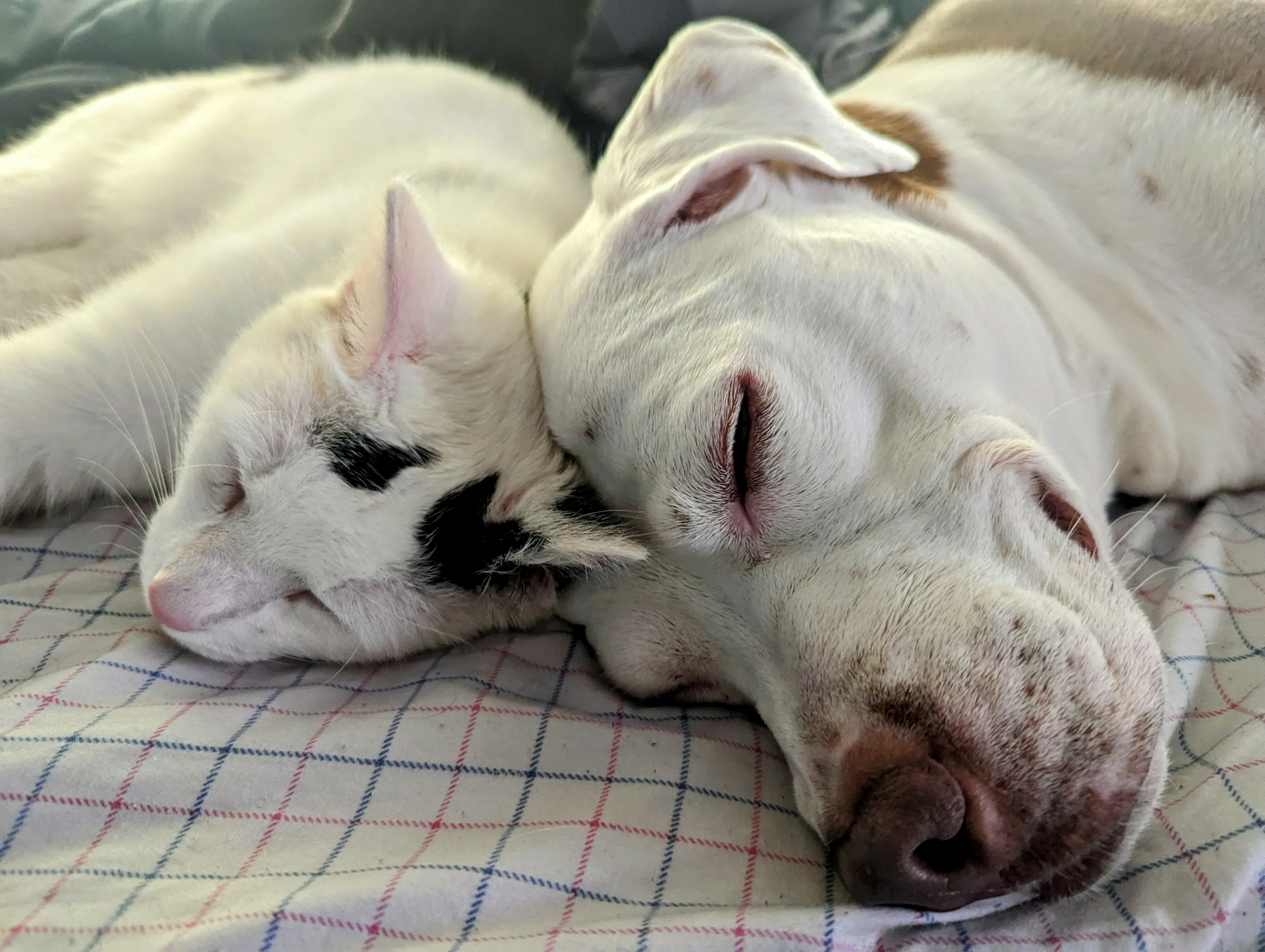 True love