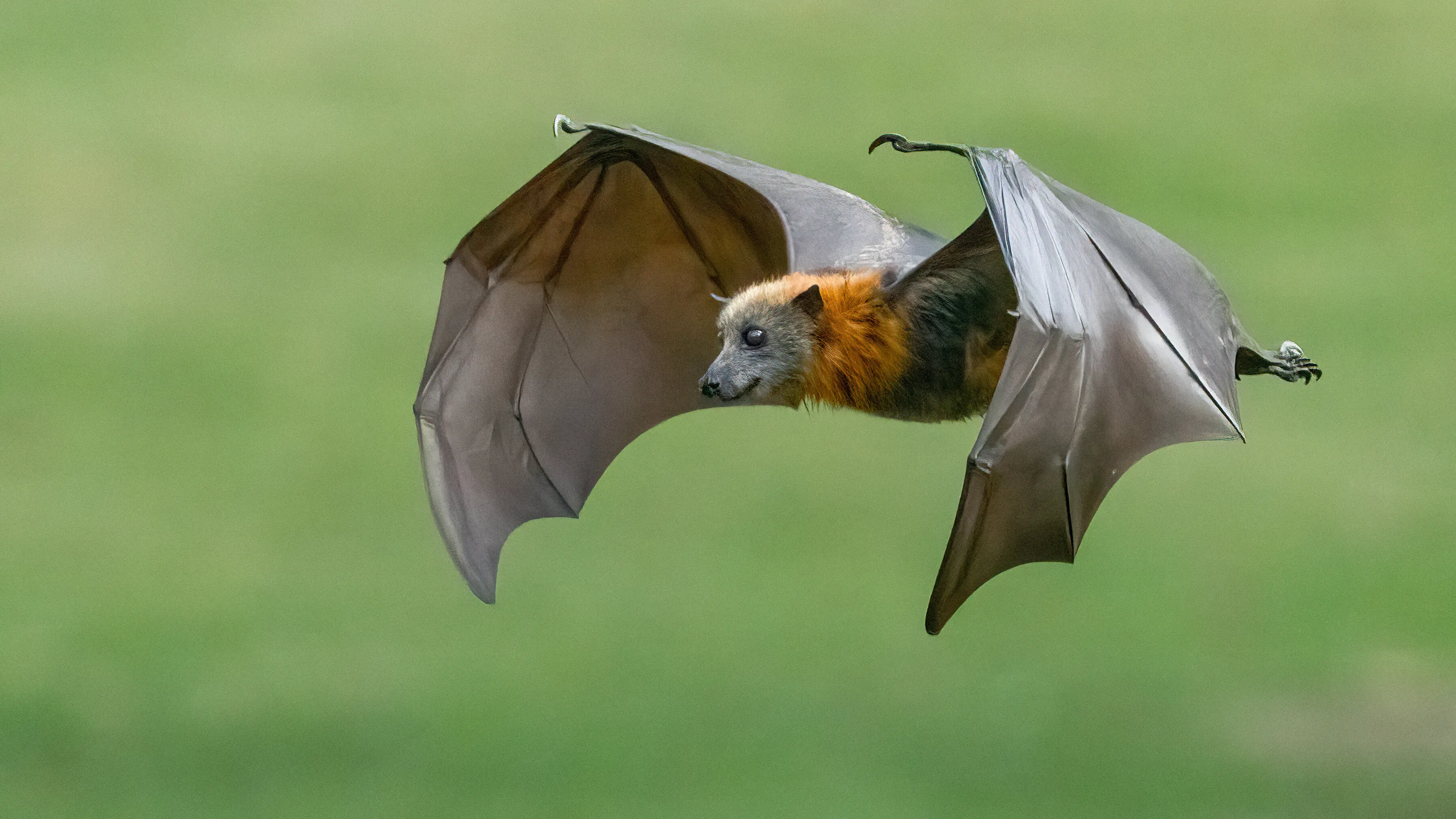 Grey Headed Flying Fox in flight